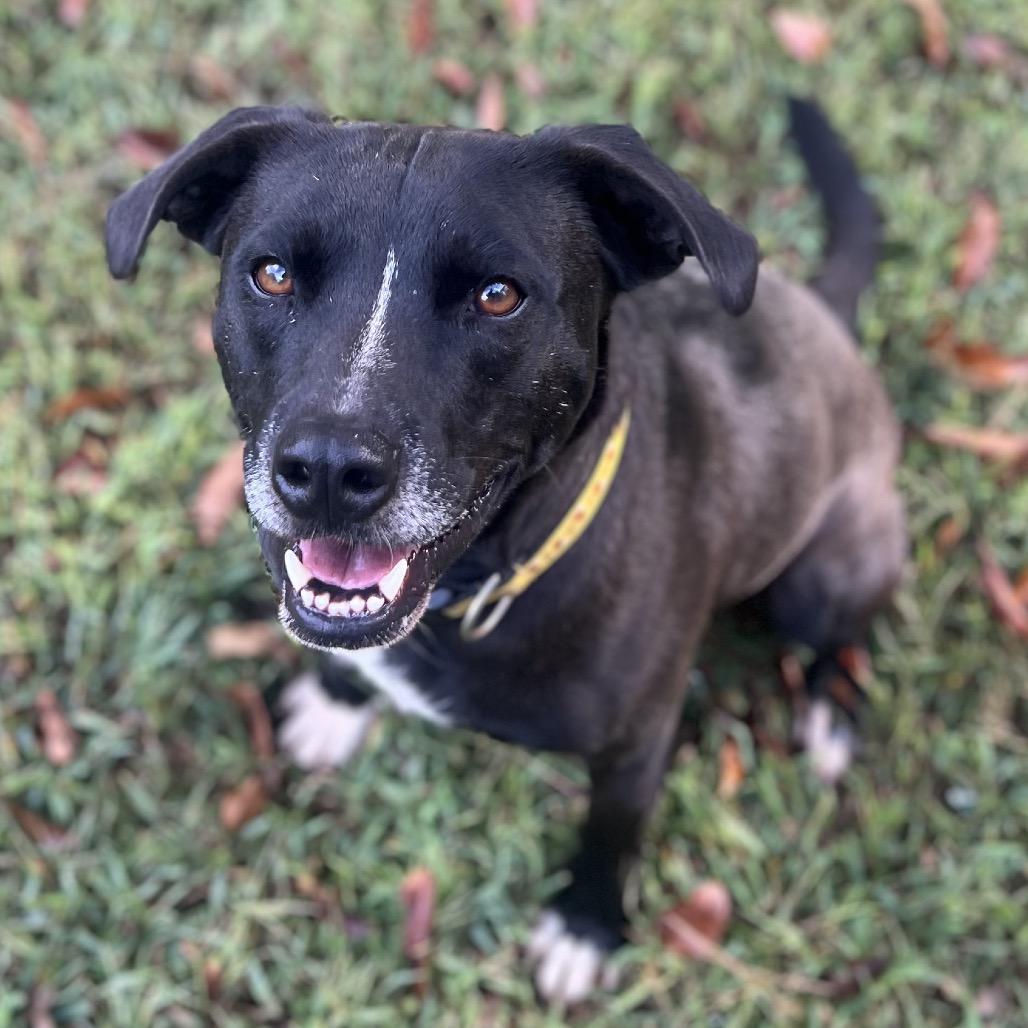 Enlarge Shaydo, a Adoptable mixed breed in Simpsonville, SC image 4/6