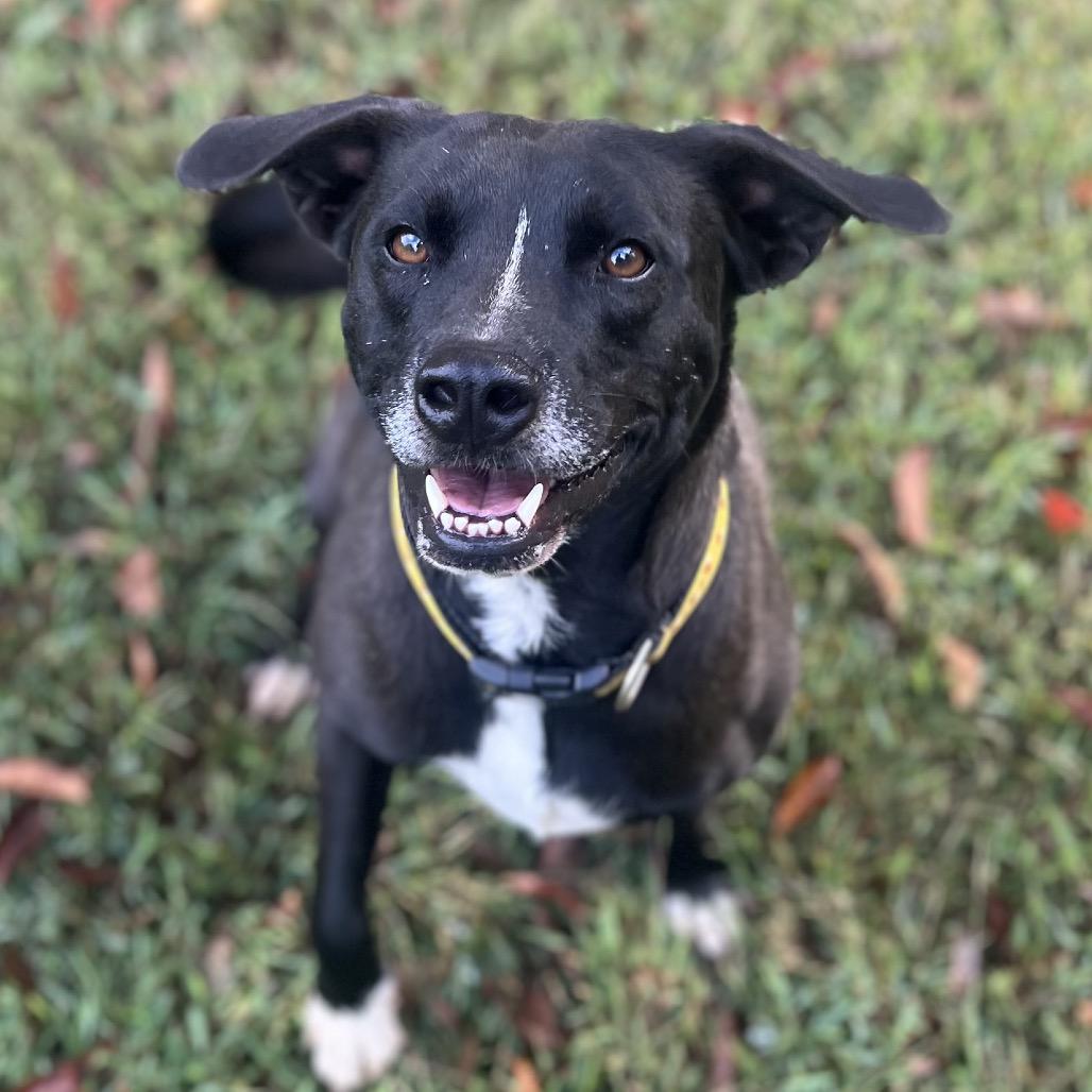 Enlarge Shaydo, a Adoptable mixed breed in Simpsonville, SC image 4/6