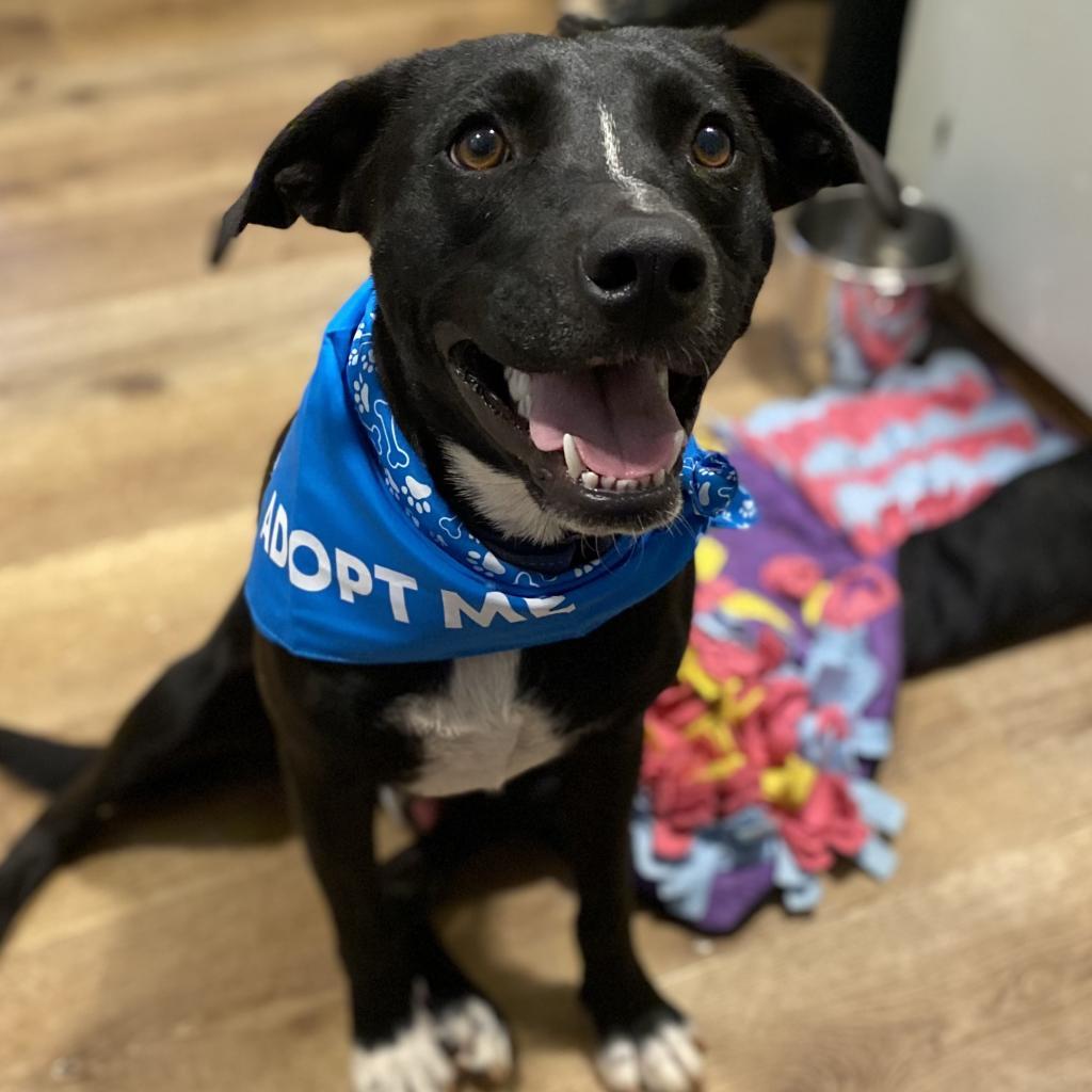 Enlarge Shaydo, a Adoptable mixed breed in Simpsonville, SC image 4/6