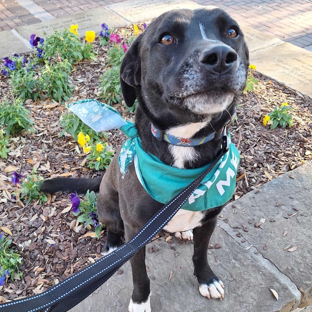 Enlarge Shaydo, a Adoptable mixed breed in Simpsonville, SC image 5/6