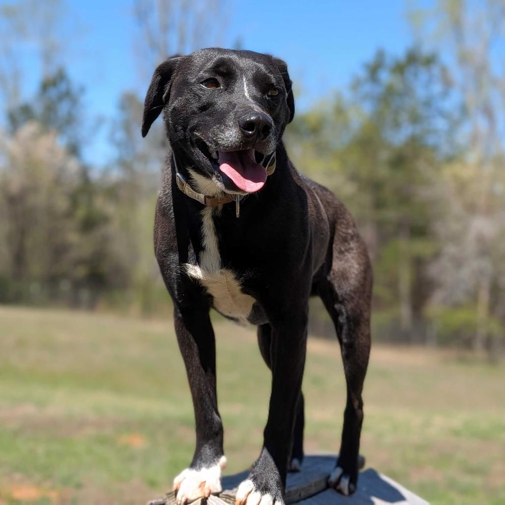 Enlarge Shaydo, a Adoptable mixed breed in Simpsonville, SC image 5/6