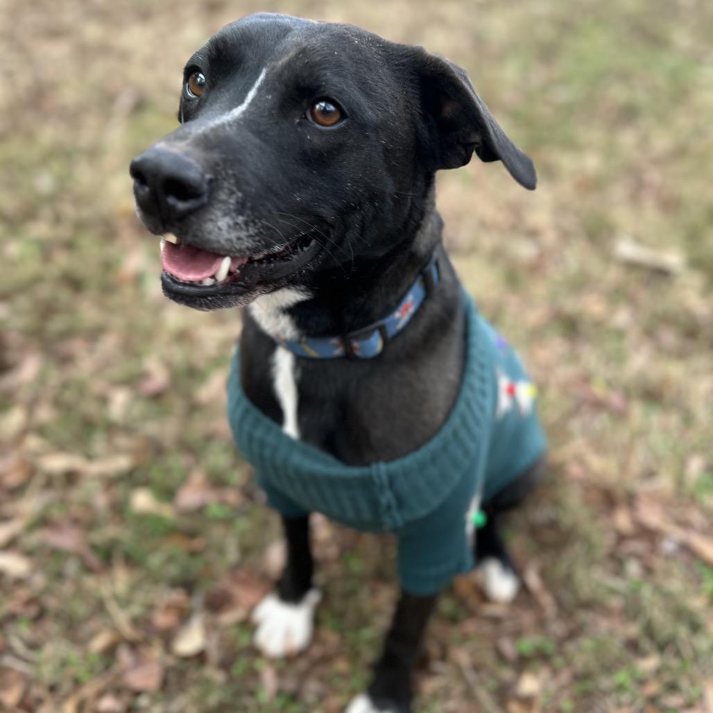 Enlarge Shaydo, a Adoptable mixed breed in Simpsonville, SC image 6/6