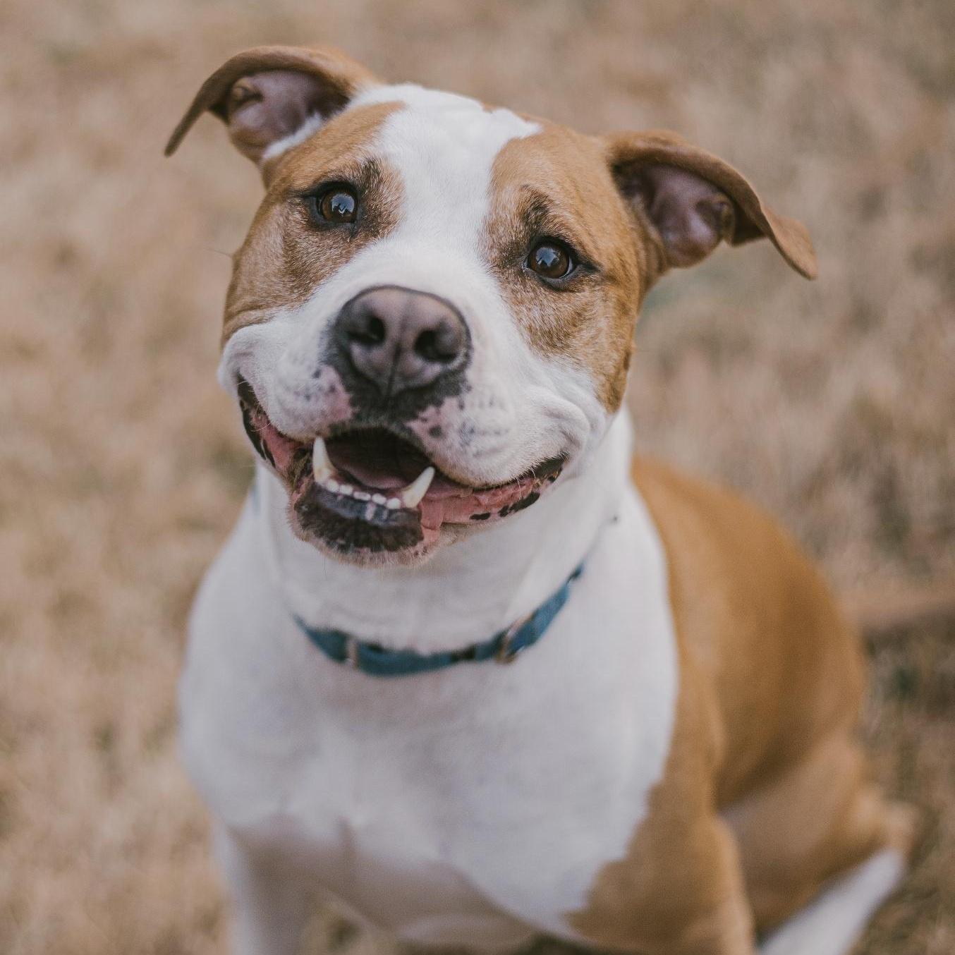 Frampton, Adult Male American Staffordshire Terrier