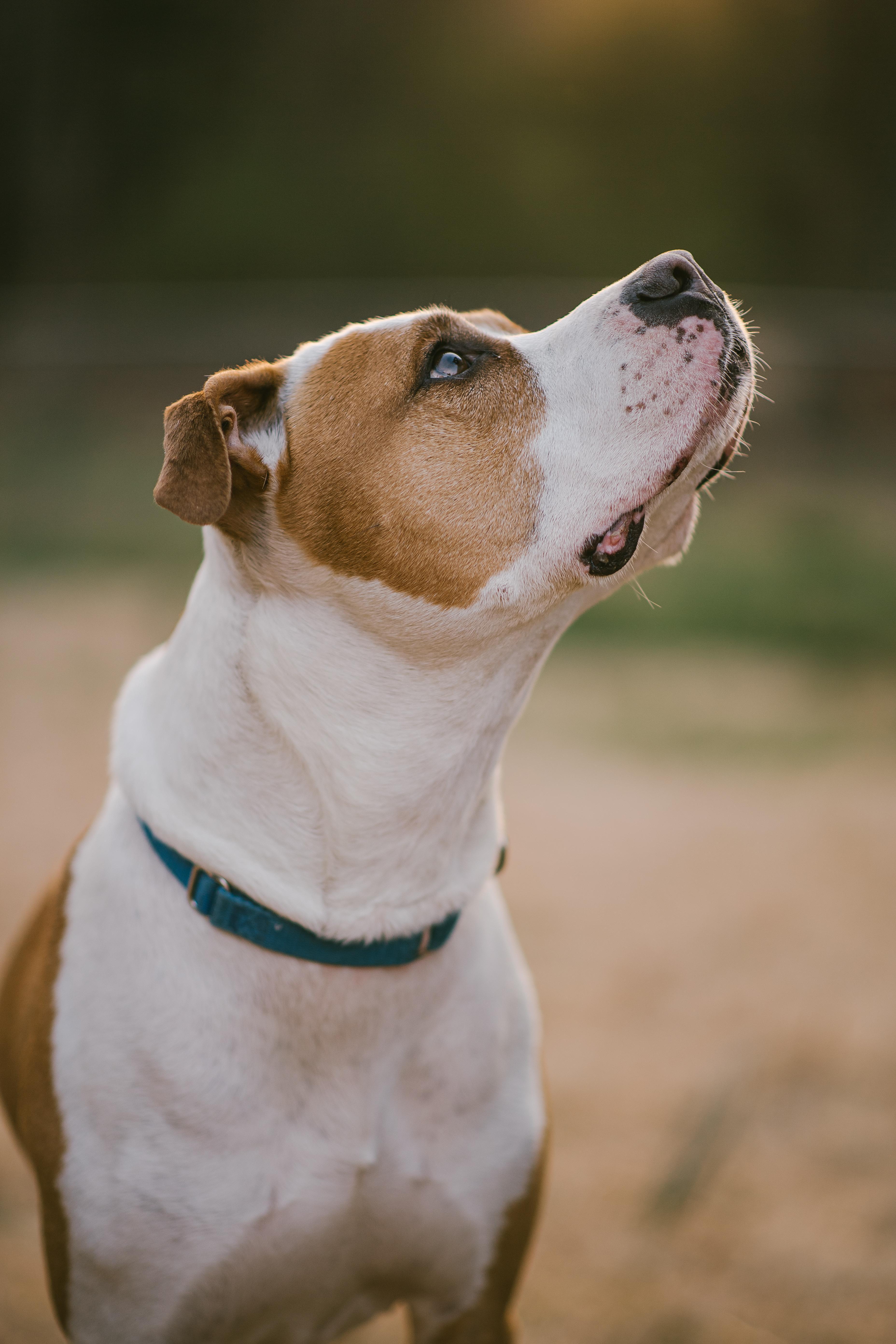 Frampton, a Adoptable mixed breed in Wellford, SC image 4/6