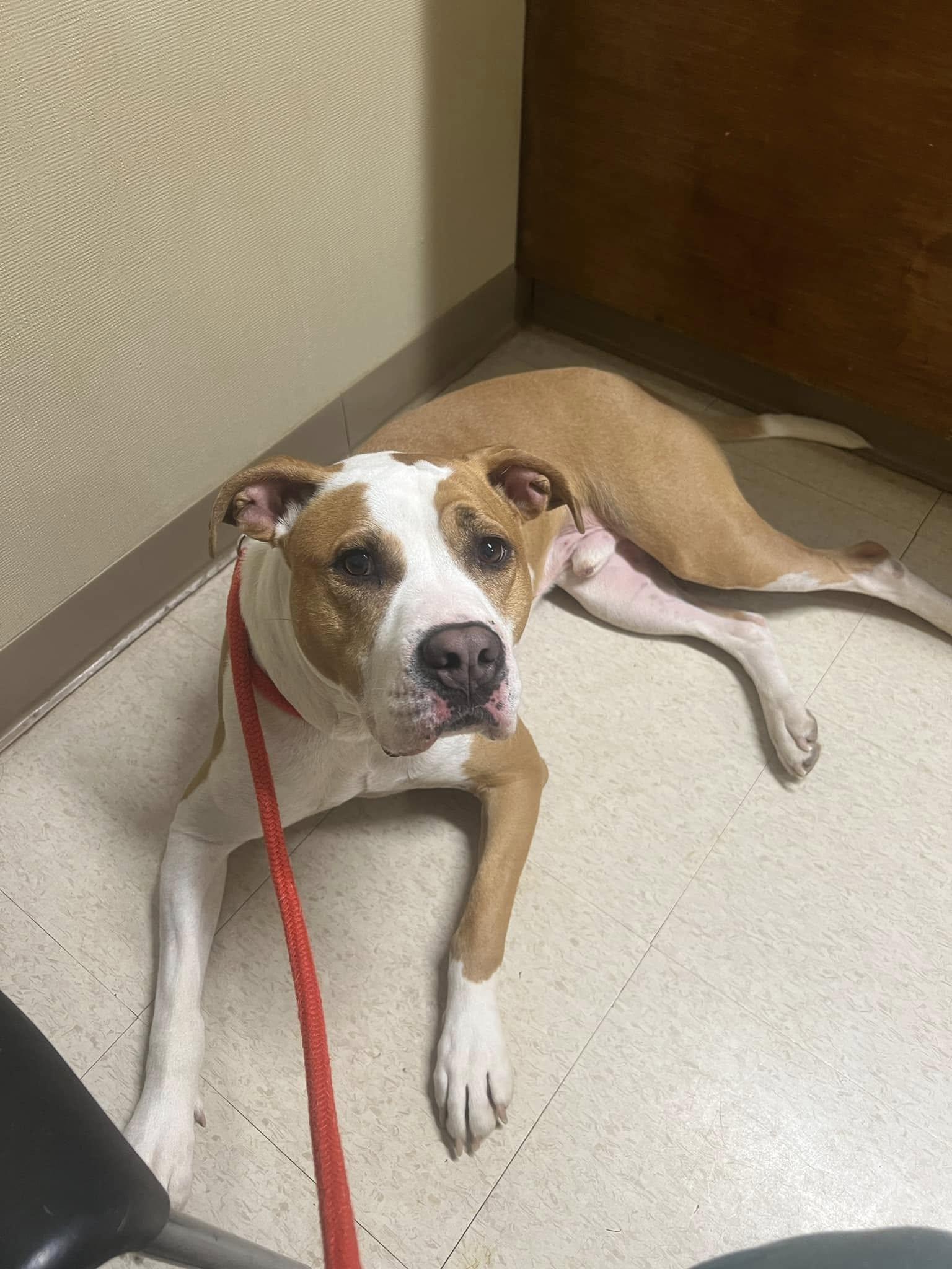 Frampton, a Adoptable mixed breed in Wellford, SC image 5/6