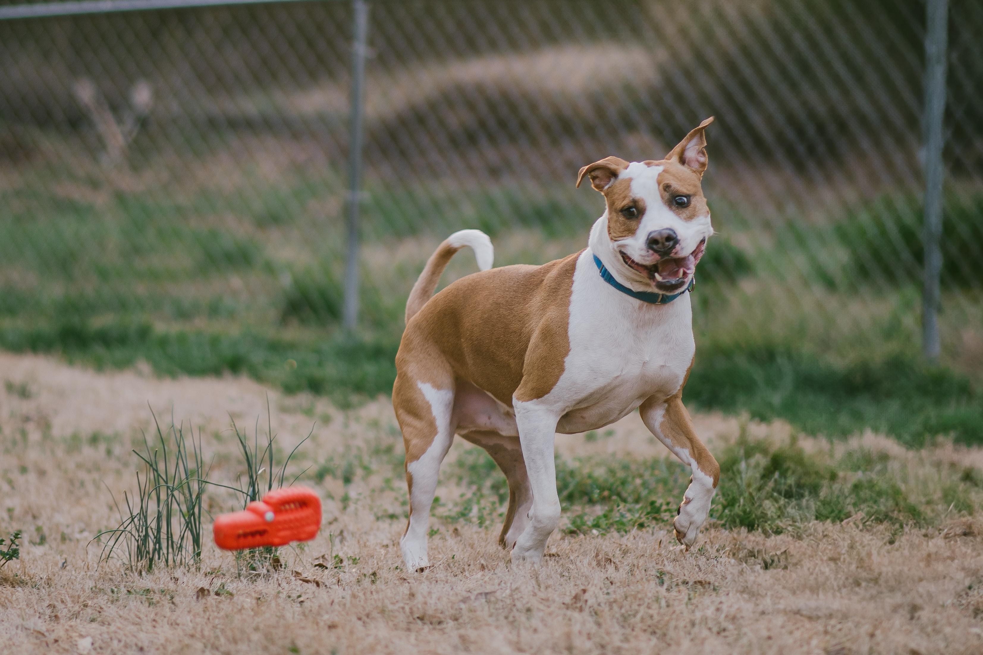 Frampton, a Adoptable mixed breed in Wellford, SC image 2/6