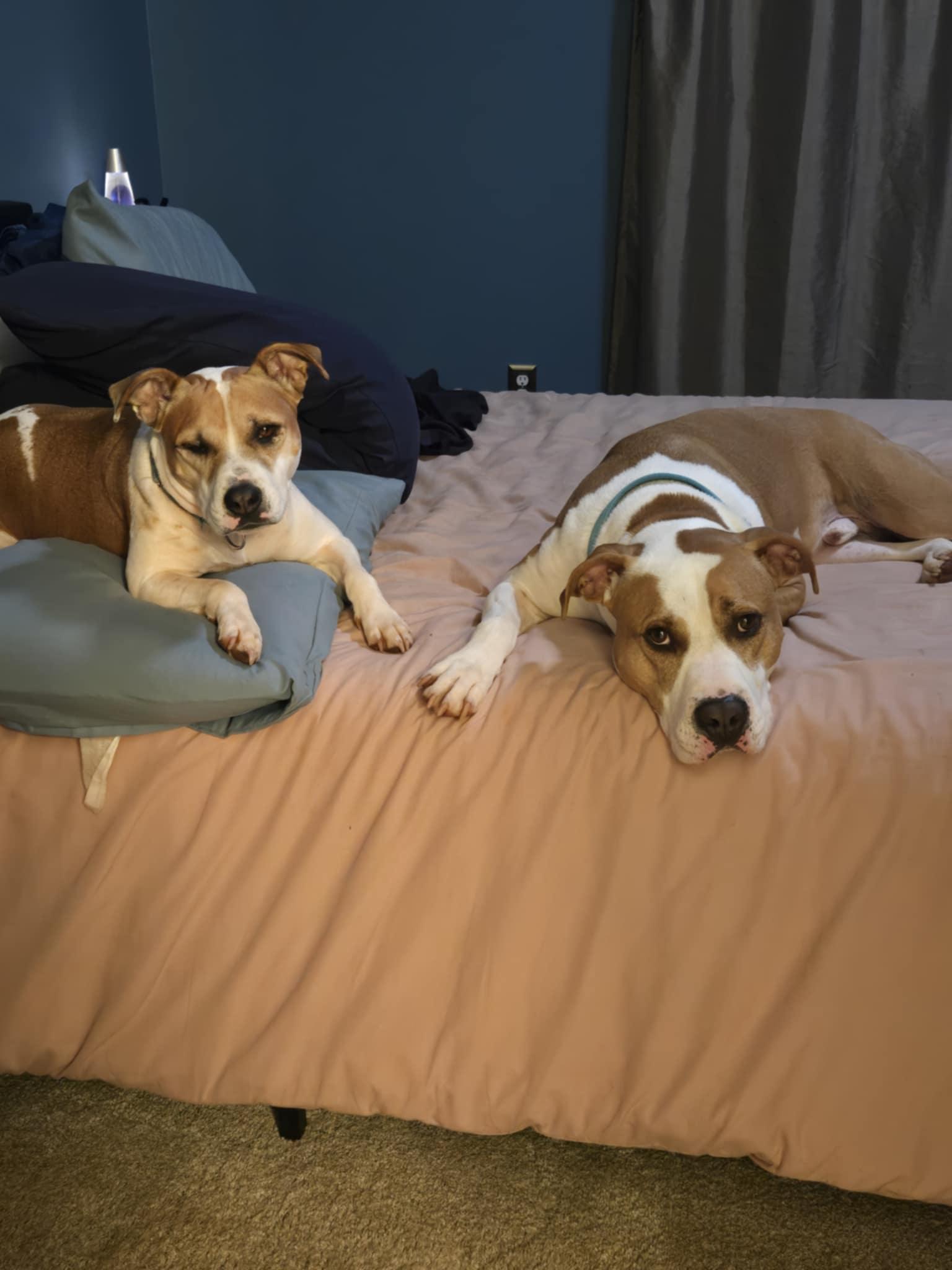 Frampton, a Adoptable mixed breed in Wellford, SC image 6/6