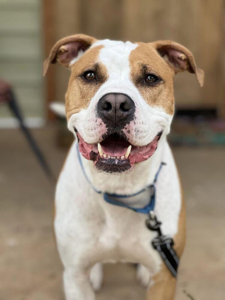 Frampton, a Adoptable mixed breed in Wellford, SC image 3/6