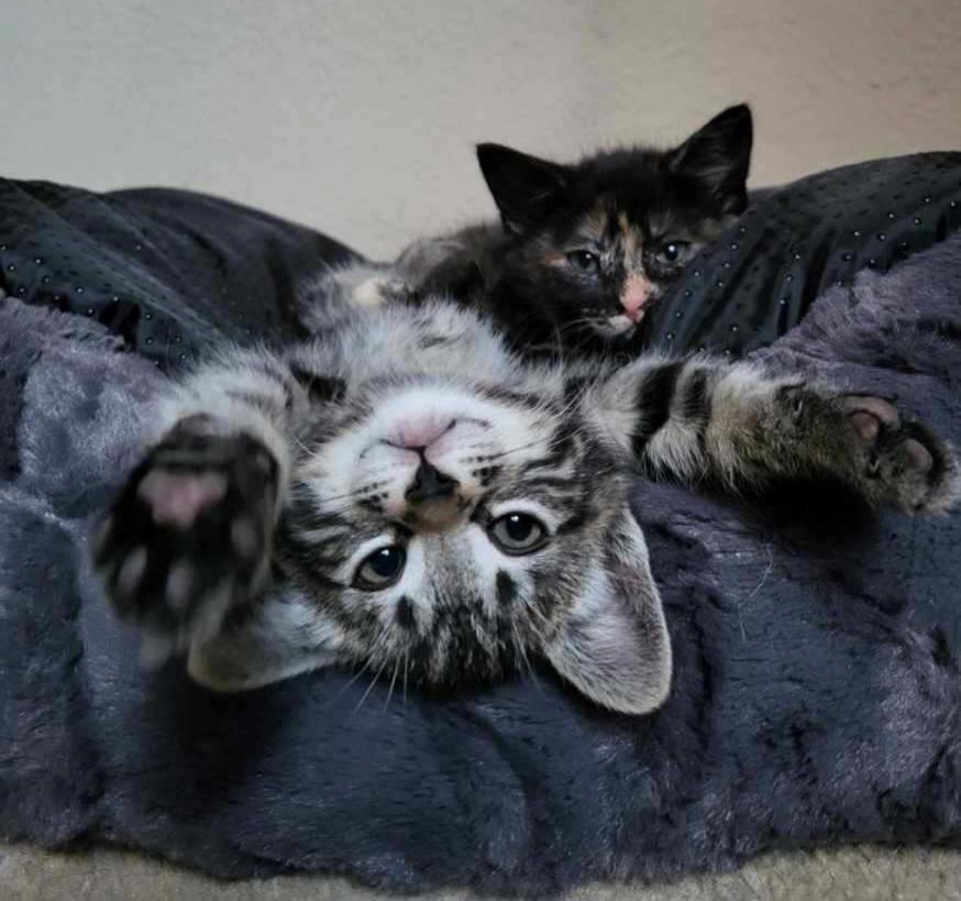 Enlarge Blanche, an adopted Domestic Short Hair in Seattle, WA image 2/3