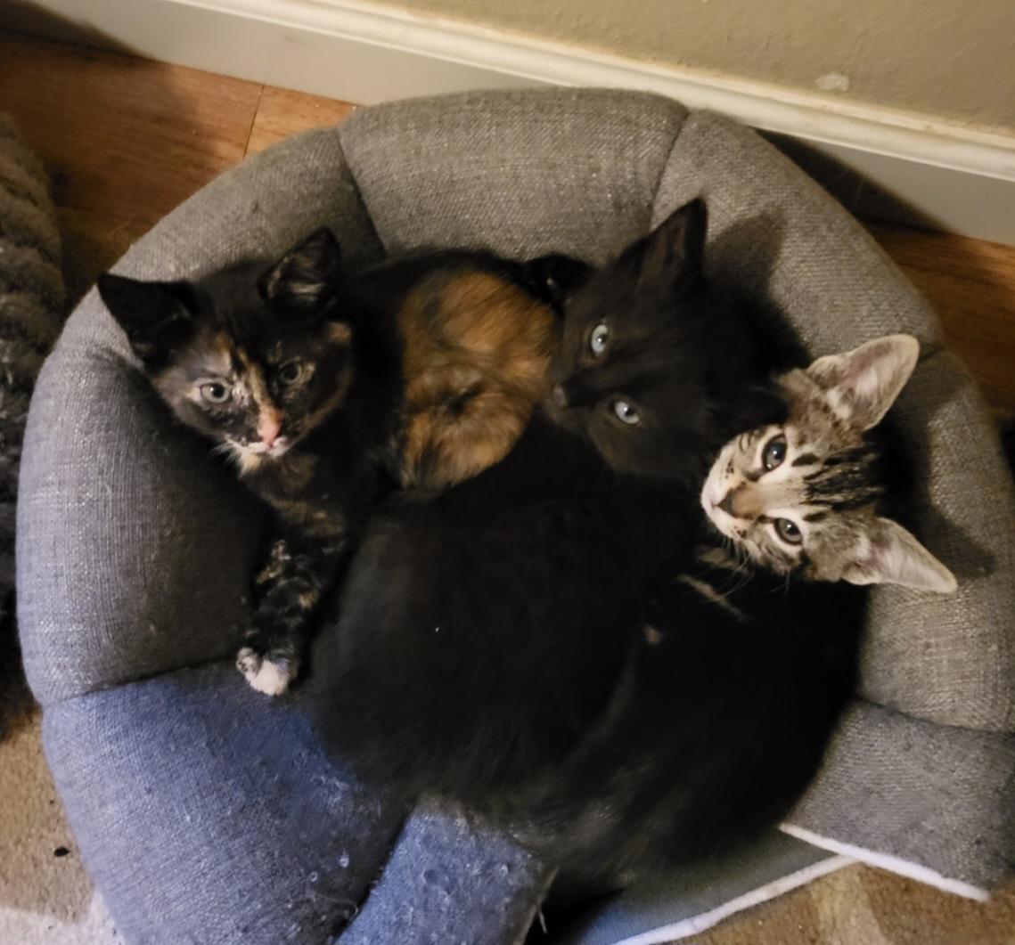 Enlarge Blanche, an adopted Domestic Short Hair in Seattle, WA image 3/3