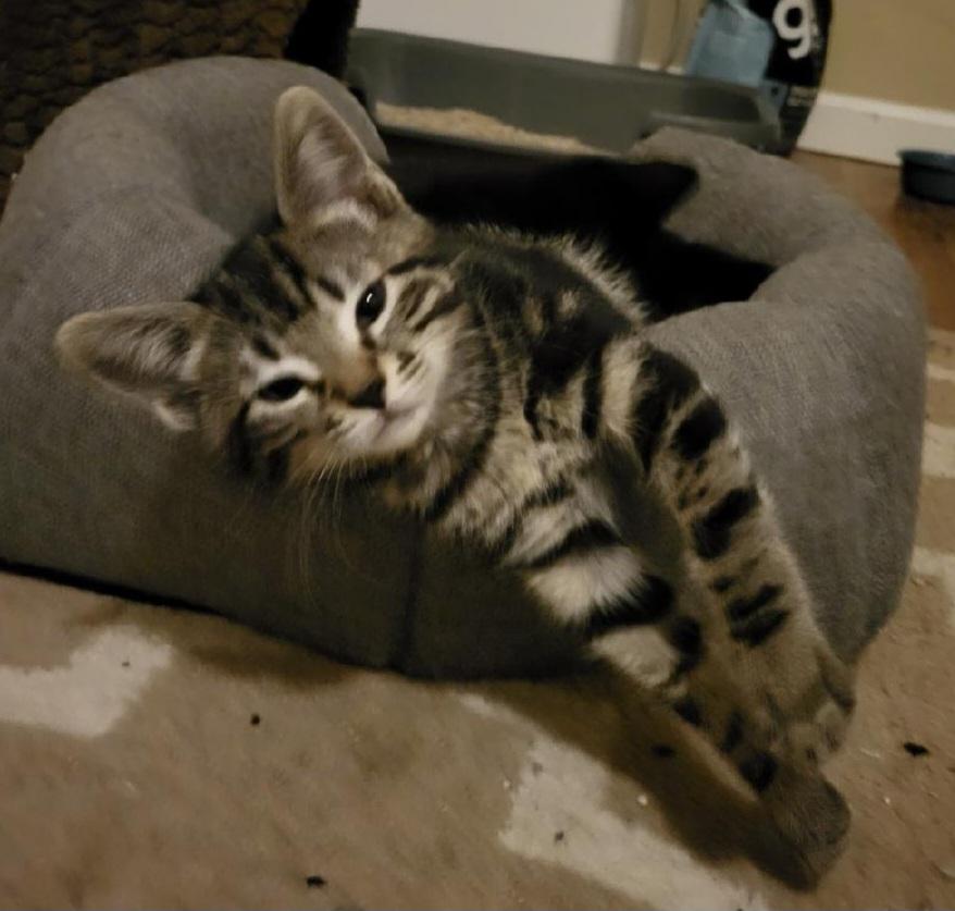 Enlarge Blanche, an adopted Domestic Short Hair in Seattle, WA image 1/3