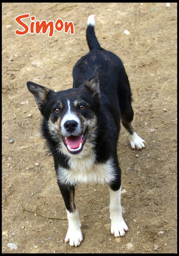 Dog for adoption Simon, a Border Collie in Shippenville, PA Petfinder