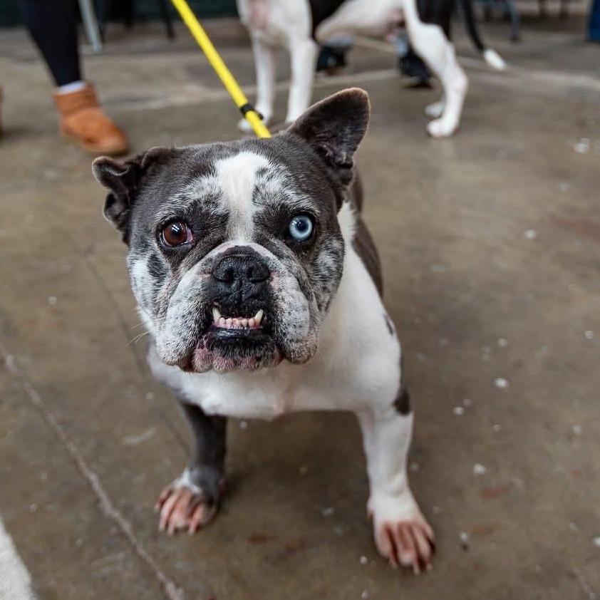 Enlarge Cardi, an adopted mixed breed in Groton, CT image 3/6