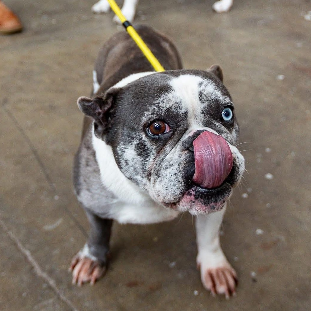 Enlarge Cardi, an adopted mixed breed in Groton, CT image 2/6