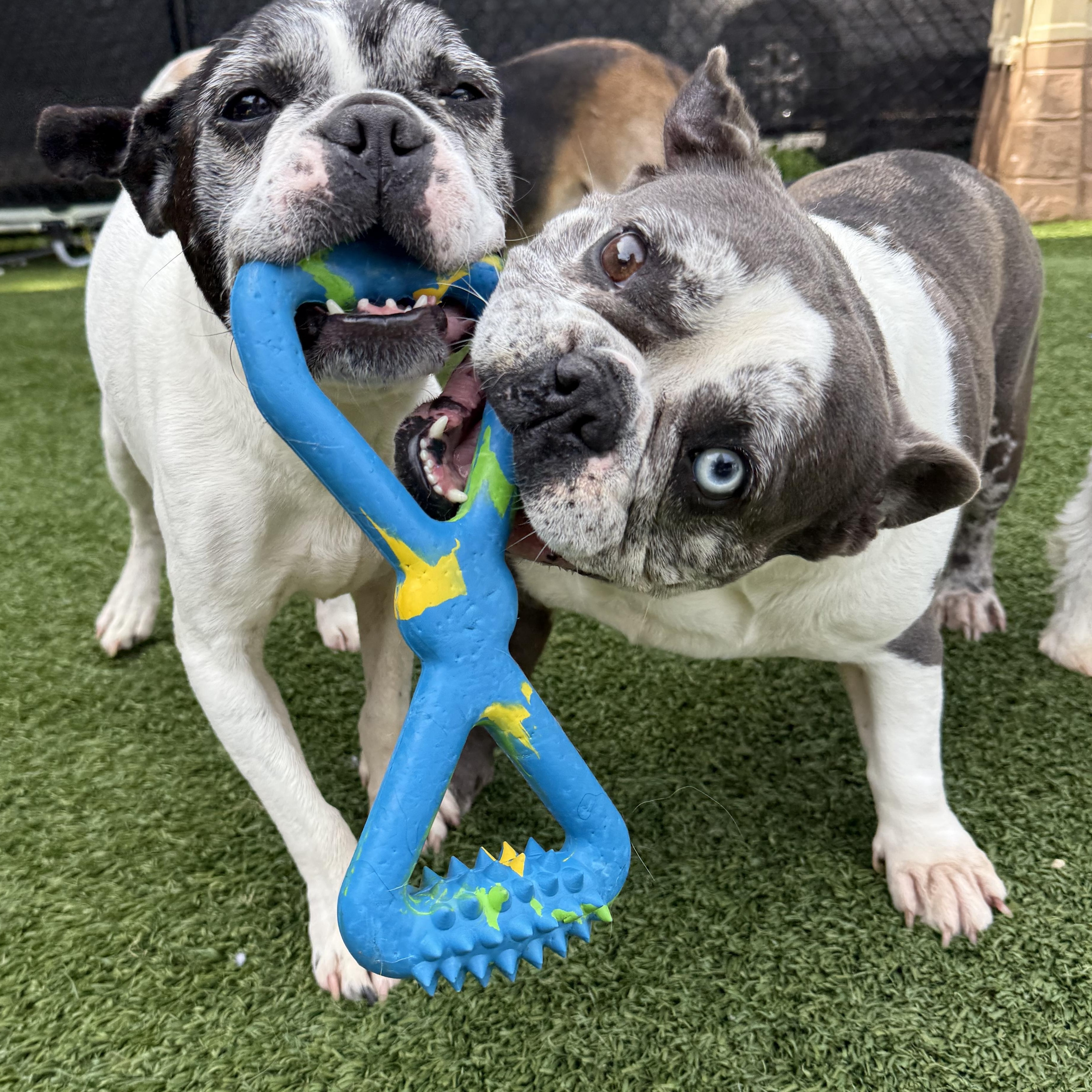 Enlarge Cardi, an adopted mixed breed in Groton, CT image 4/6