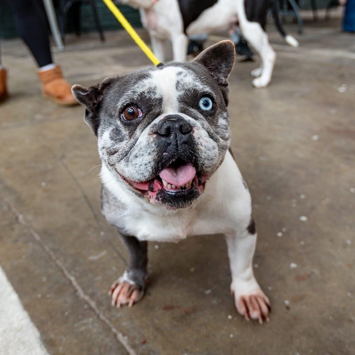 Cardi, adopted, Adult Female French Bulldog & Bulldog.