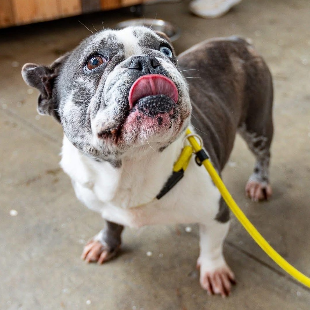 Enlarge Cardi, an adopted mixed breed in Groton, CT image 5/6