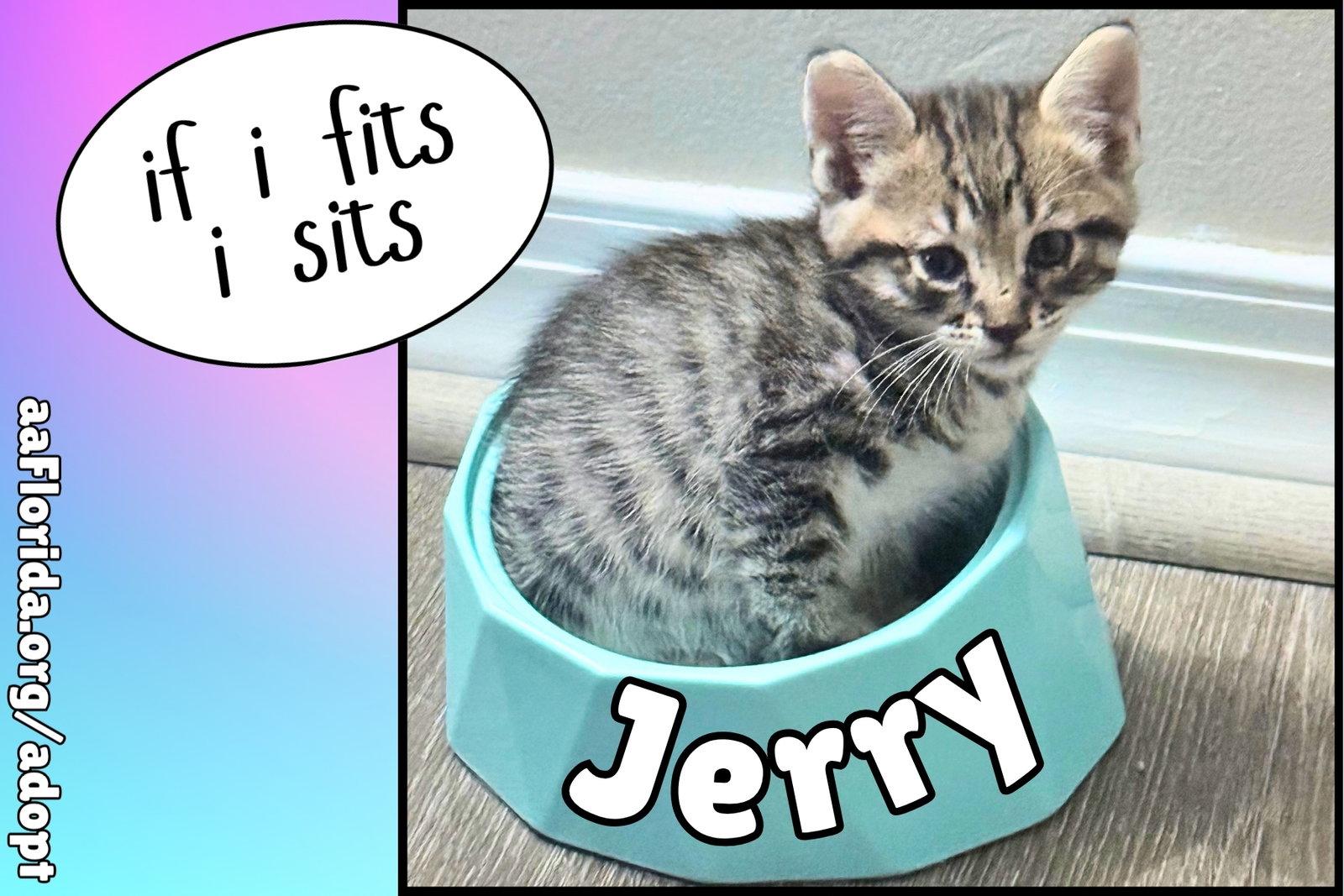 Jerry, Adopted, Young Male Tabby & Domestic Short Hair.