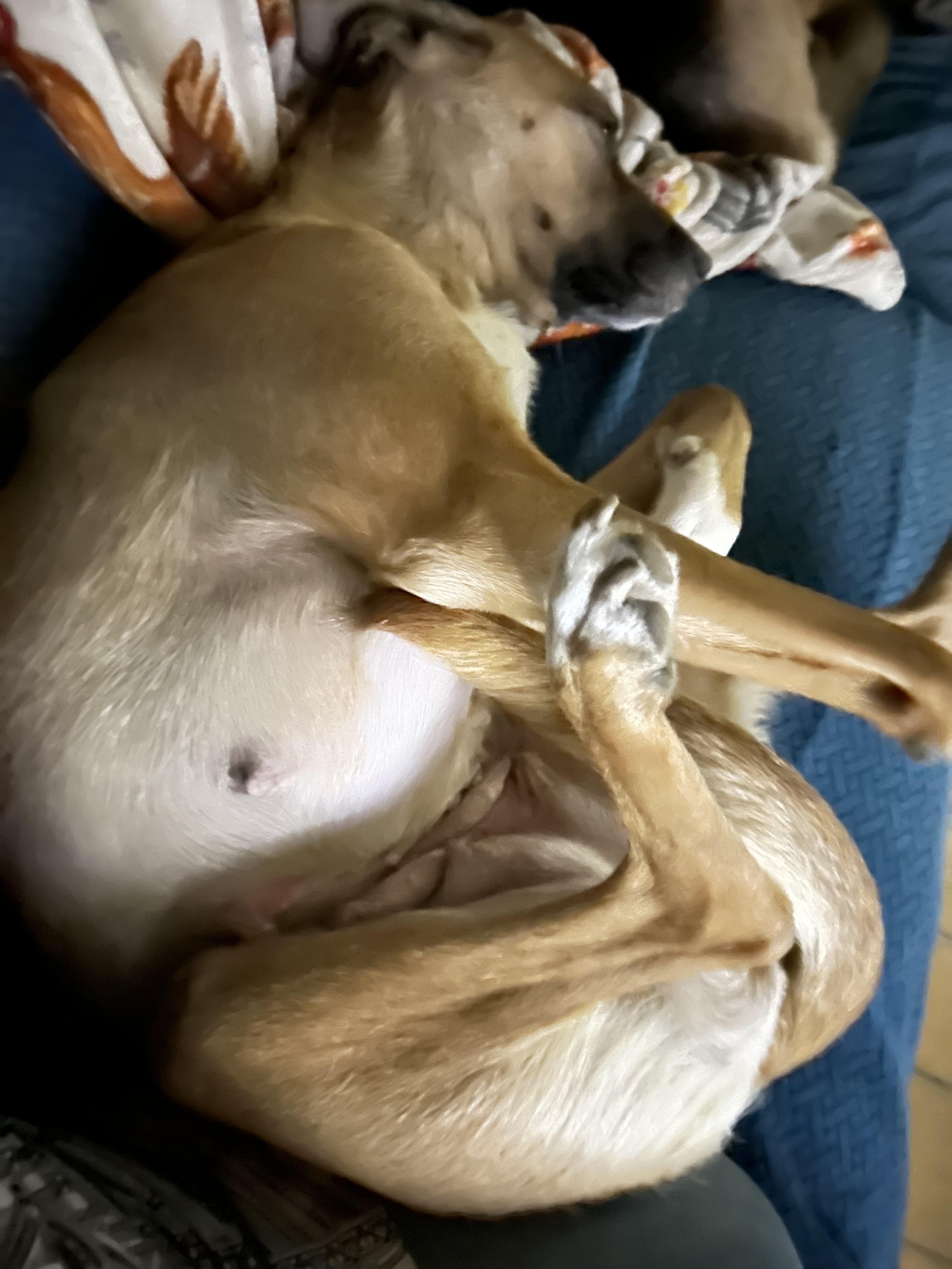 Enlarge Ruby, a Adoptable mixed breed in Pine Bluff, AR image 2/4