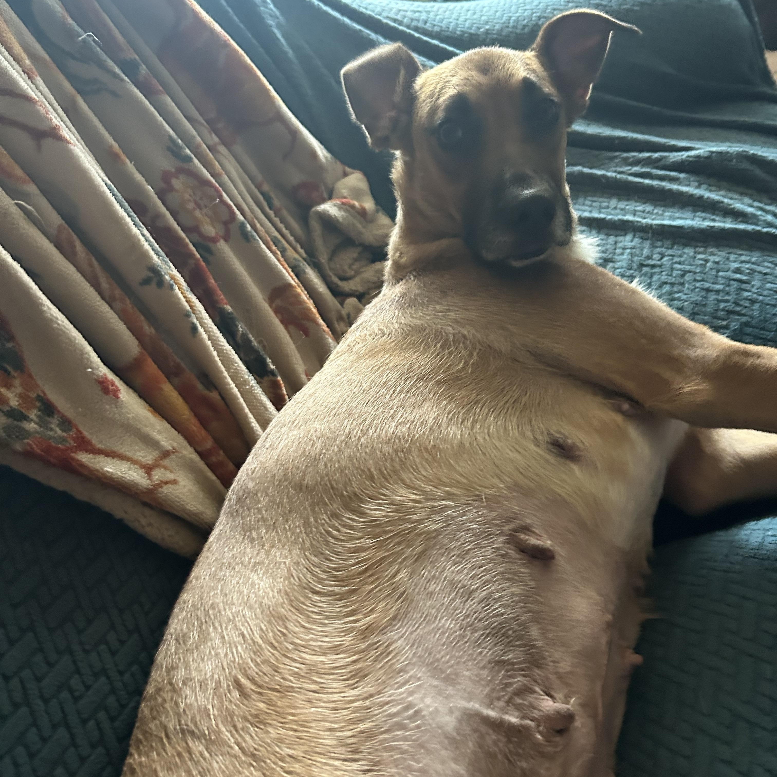 Enlarge Ruby, a Adoptable mixed breed in Pine Bluff, AR image 3/4