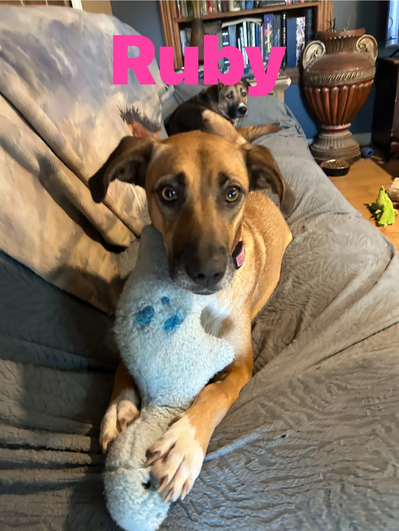 Ruby, Adoptable, Adult Female German Shepherd Dog & Great Dane.