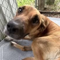 Enlarge Ruby, a Adoptable mixed breed in Pine Bluff, AR image 4/4