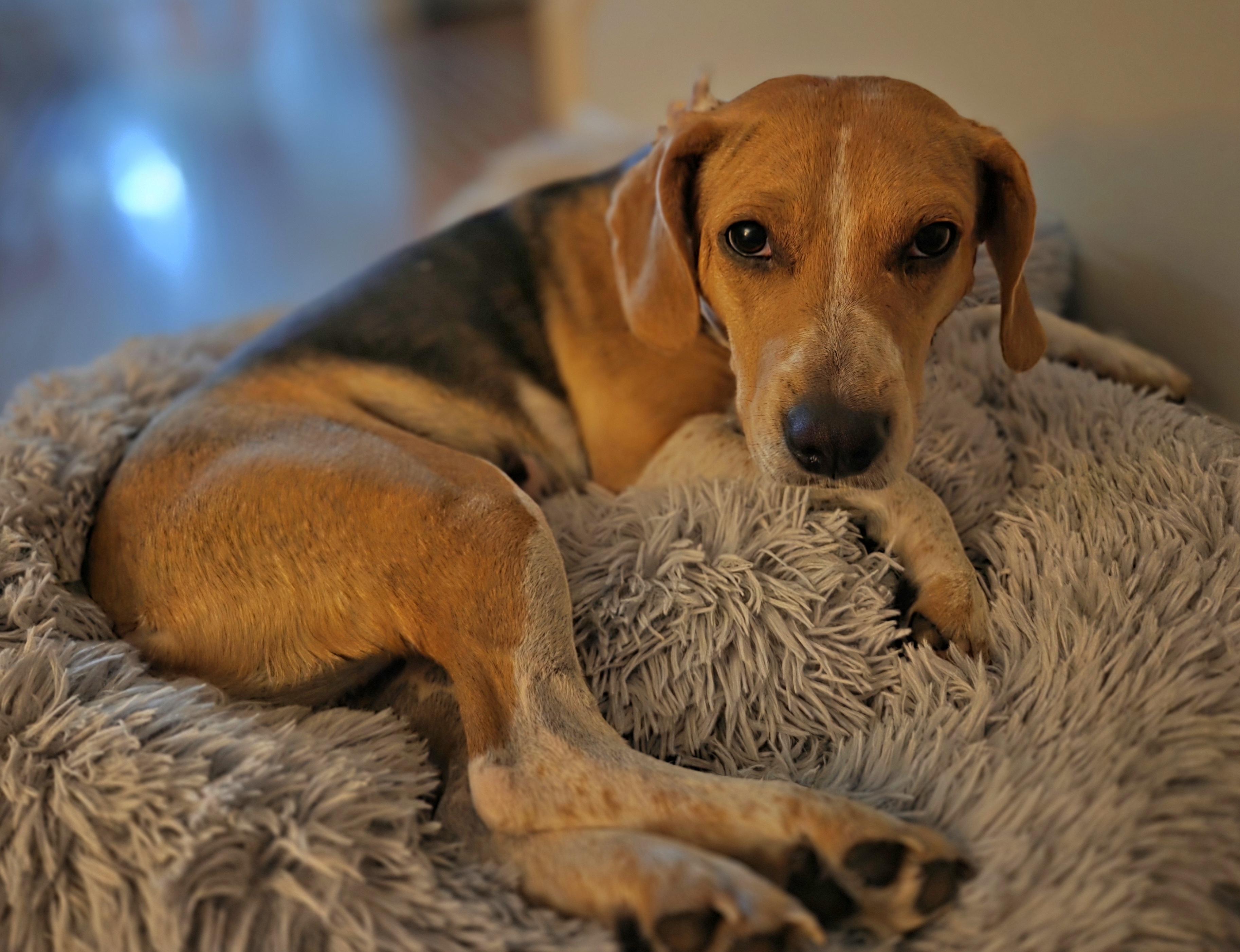Enlarge Daisy, a Adoptable Beagle in Columbia, MD image 5/6