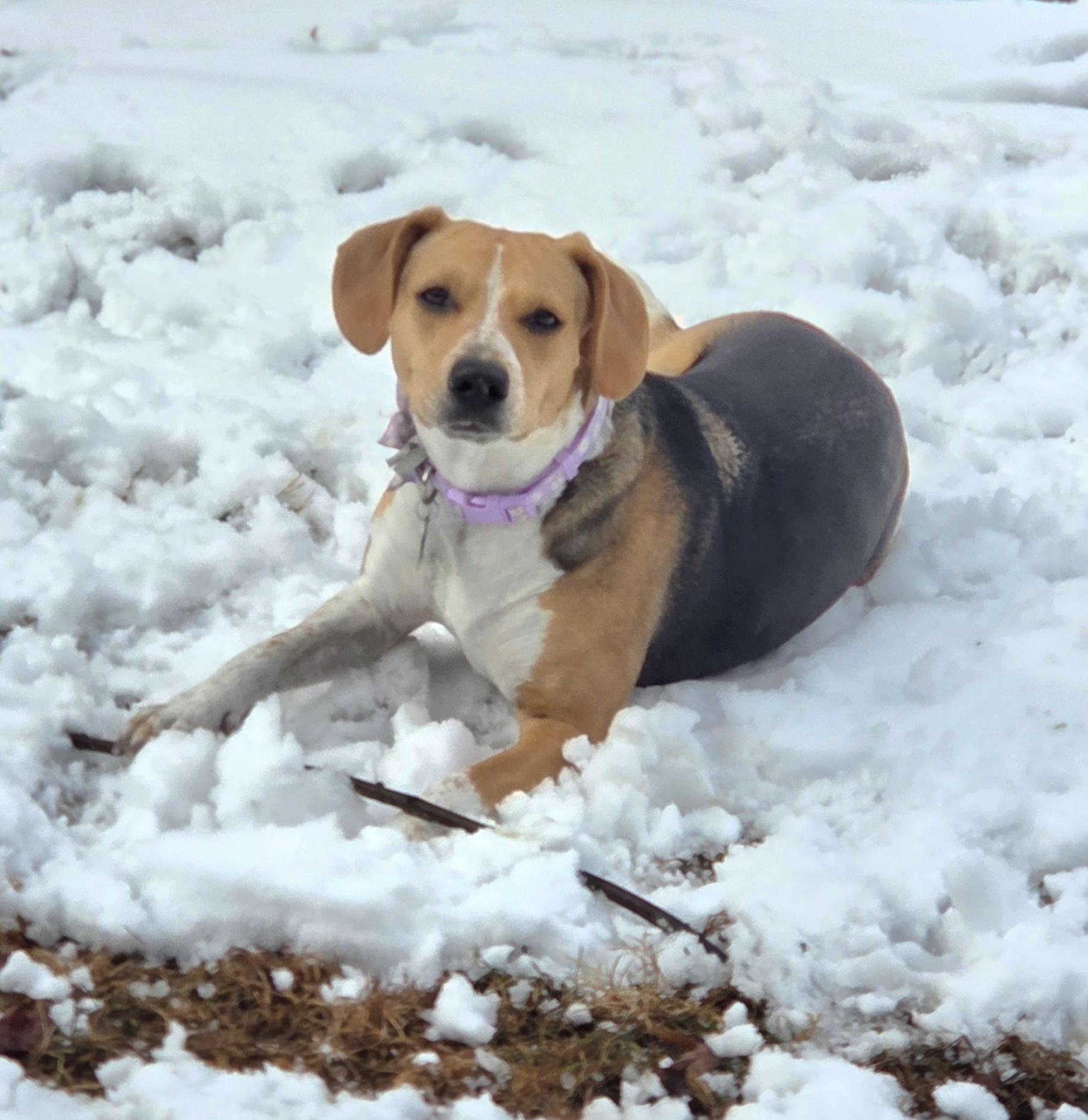 Enlarge Daisy, a Adoptable Beagle in Columbia, MD image 4/6