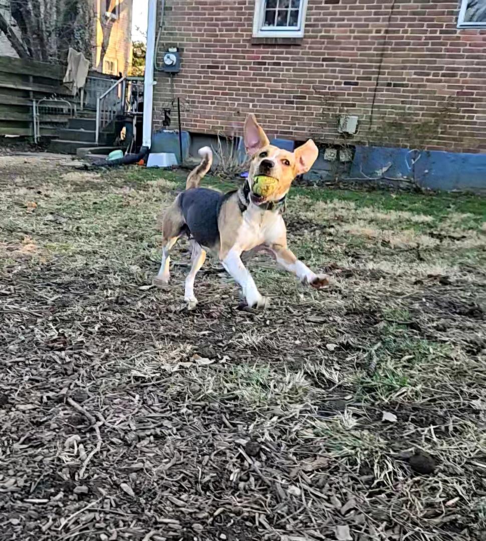 Enlarge Daisy, a Adoptable Beagle in Columbia, MD image 3/6