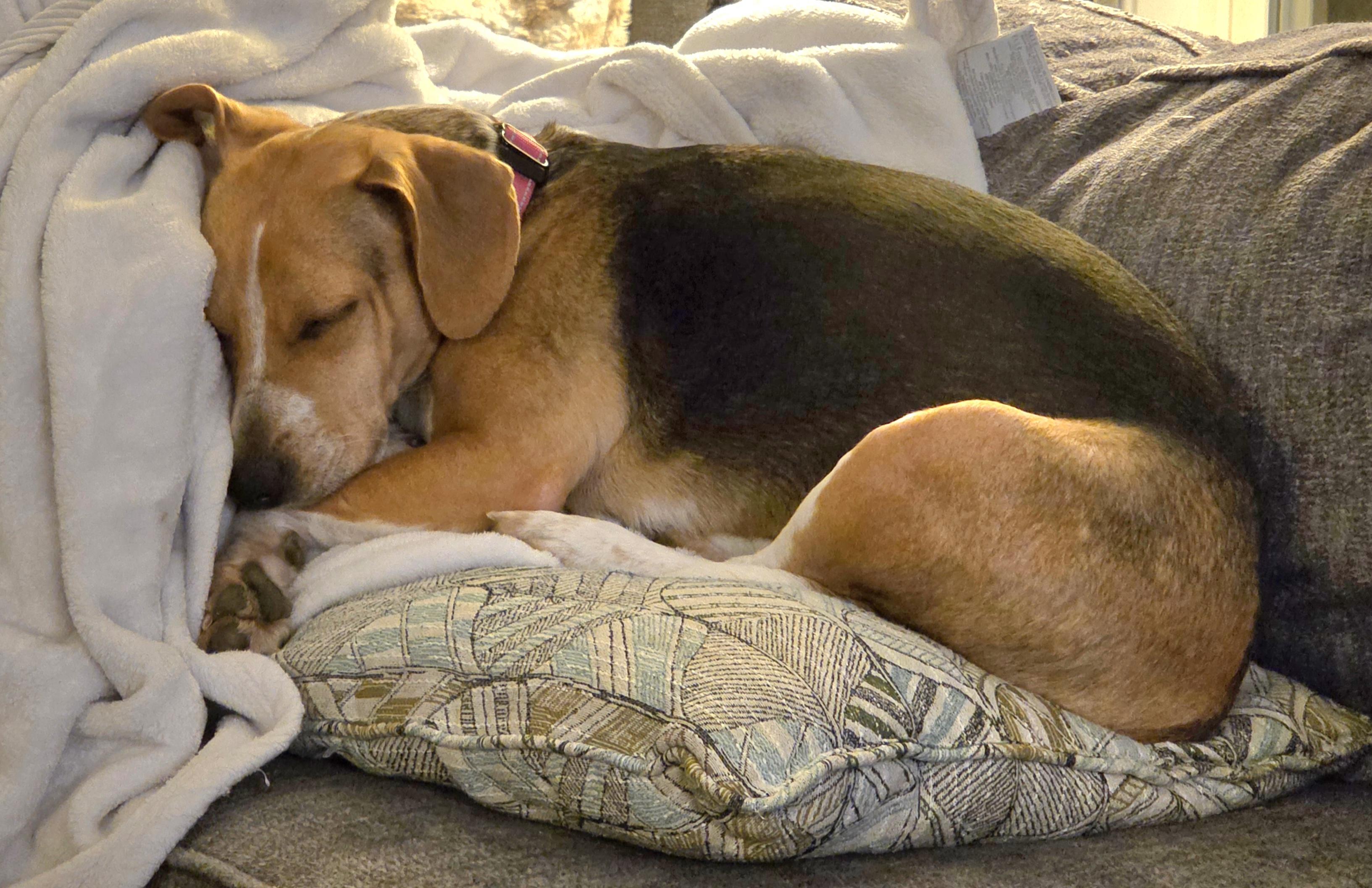 Enlarge Daisy, a Adoptable Beagle in Columbia, MD image 6/6