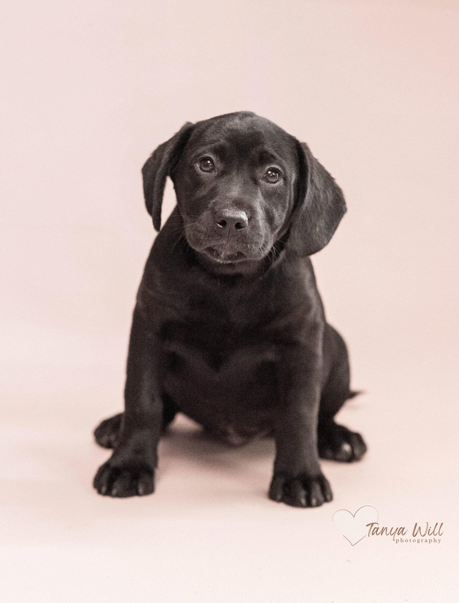 Enlarge Sweet Pea, a Adopted Labrador Retriever in Greenville, SC image 2/2