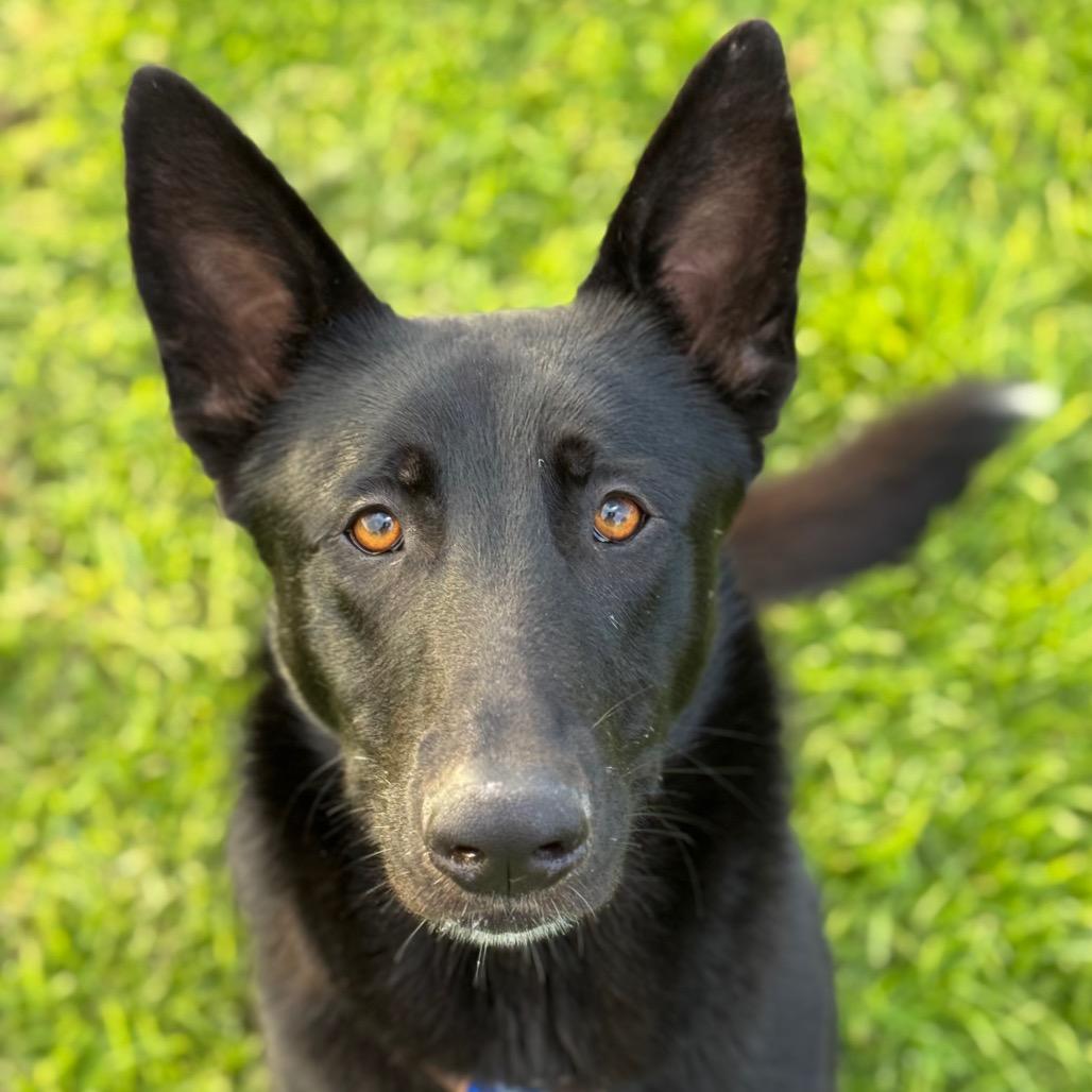 Dillon, Adoptable, Adult Male Shepherd.