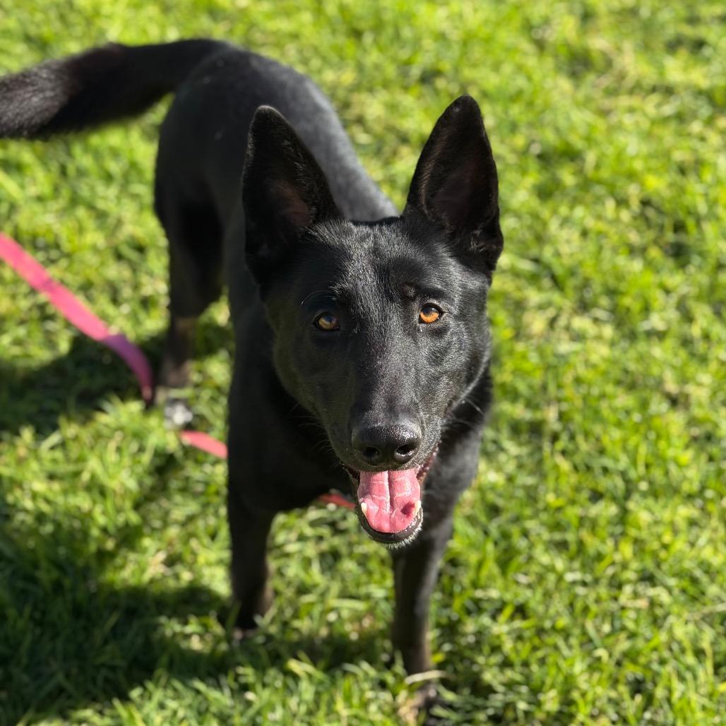 Enlarge Dillon, a Adoptable Shepherd in Santa Barbara, CA image 2/6