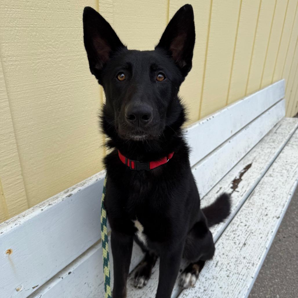 Enlarge Dillon, a Adoptable Shepherd in Santa Barbara, CA image 3/6