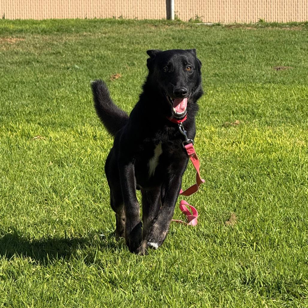 Enlarge Dillon, a Adoptable Shepherd in Santa Barbara, CA image 4/6