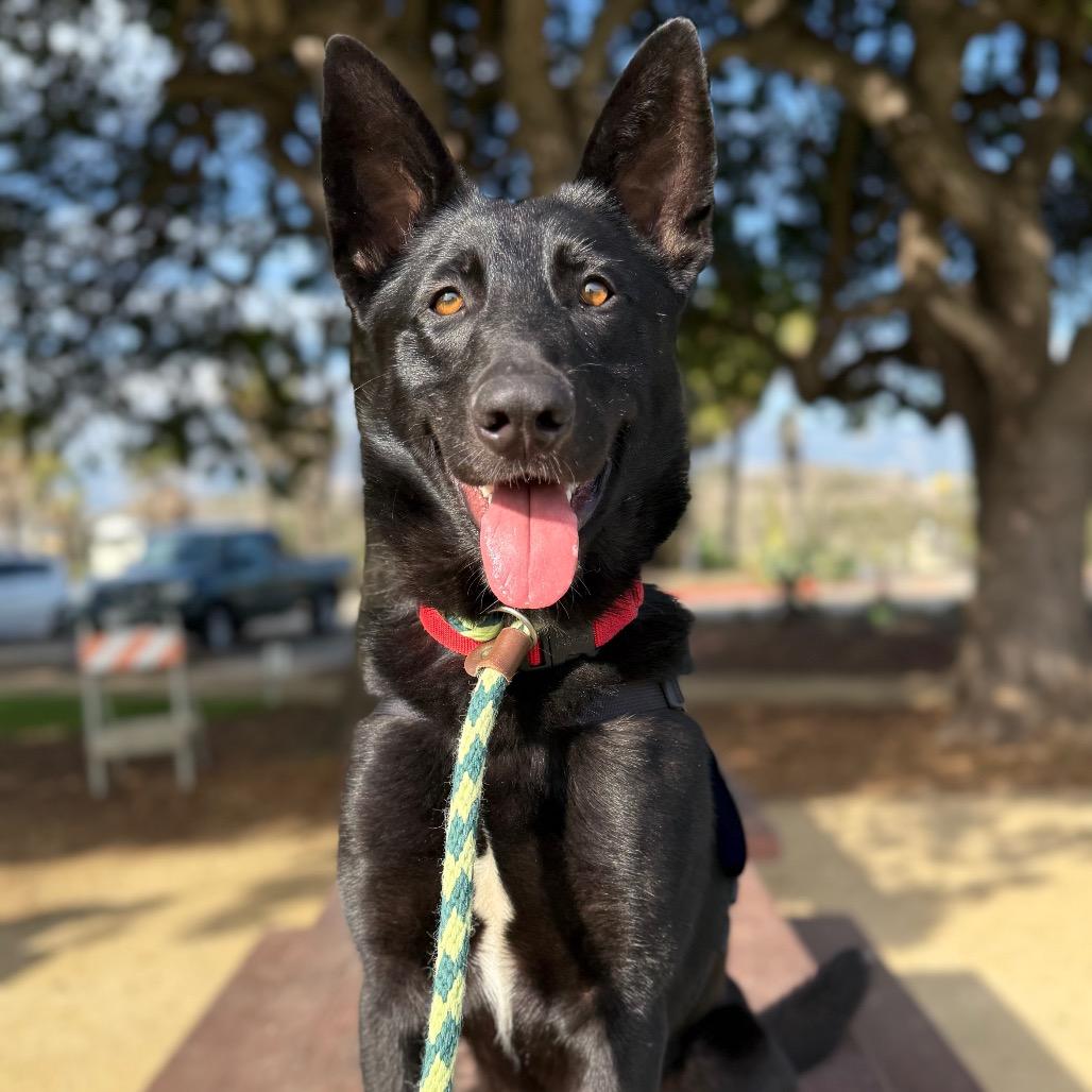 Enlarge Dillon, a Adoptable Shepherd in Santa Barbara, CA image 5/6