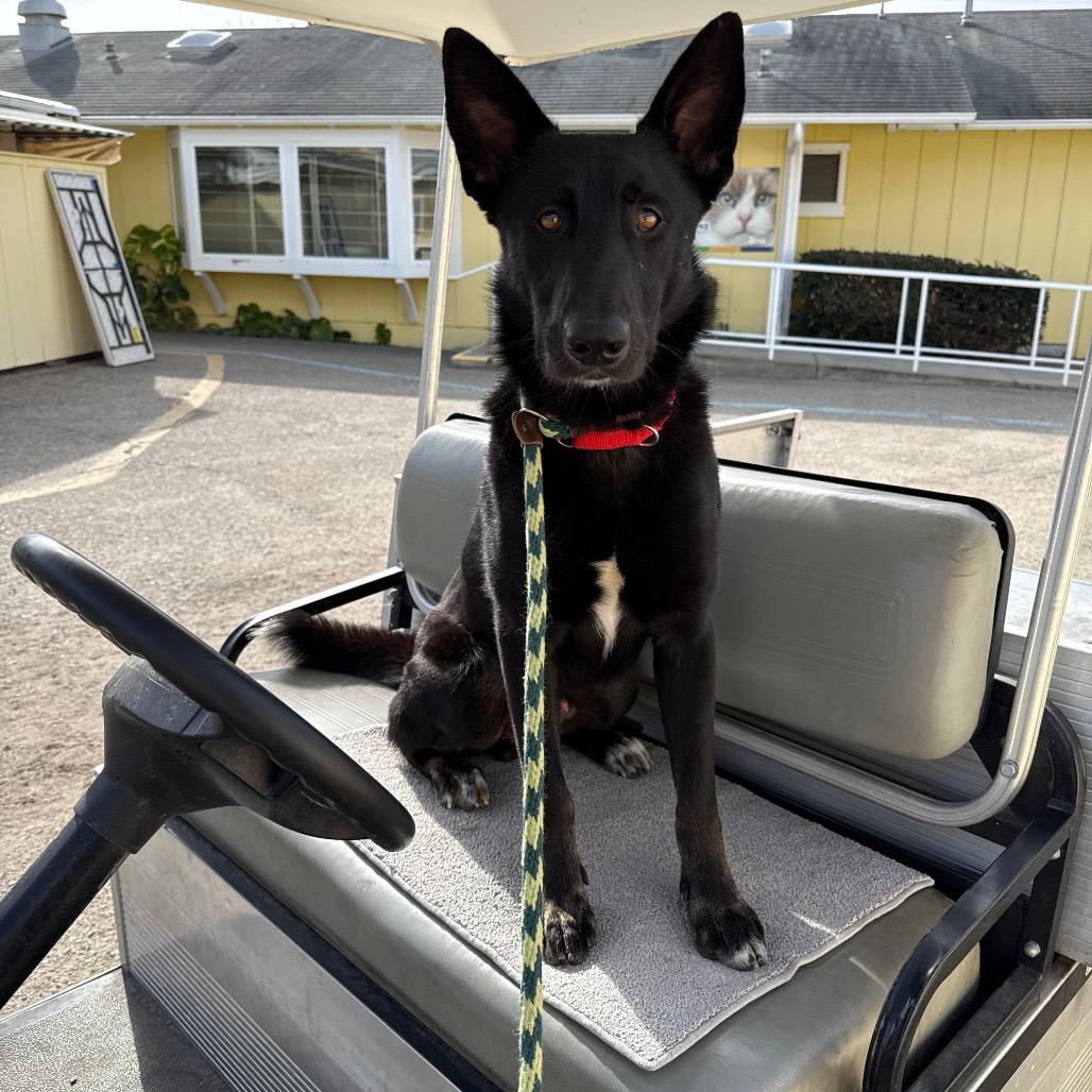 Enlarge Dillon, a Adoptable Shepherd in Santa Barbara, CA image 6/6