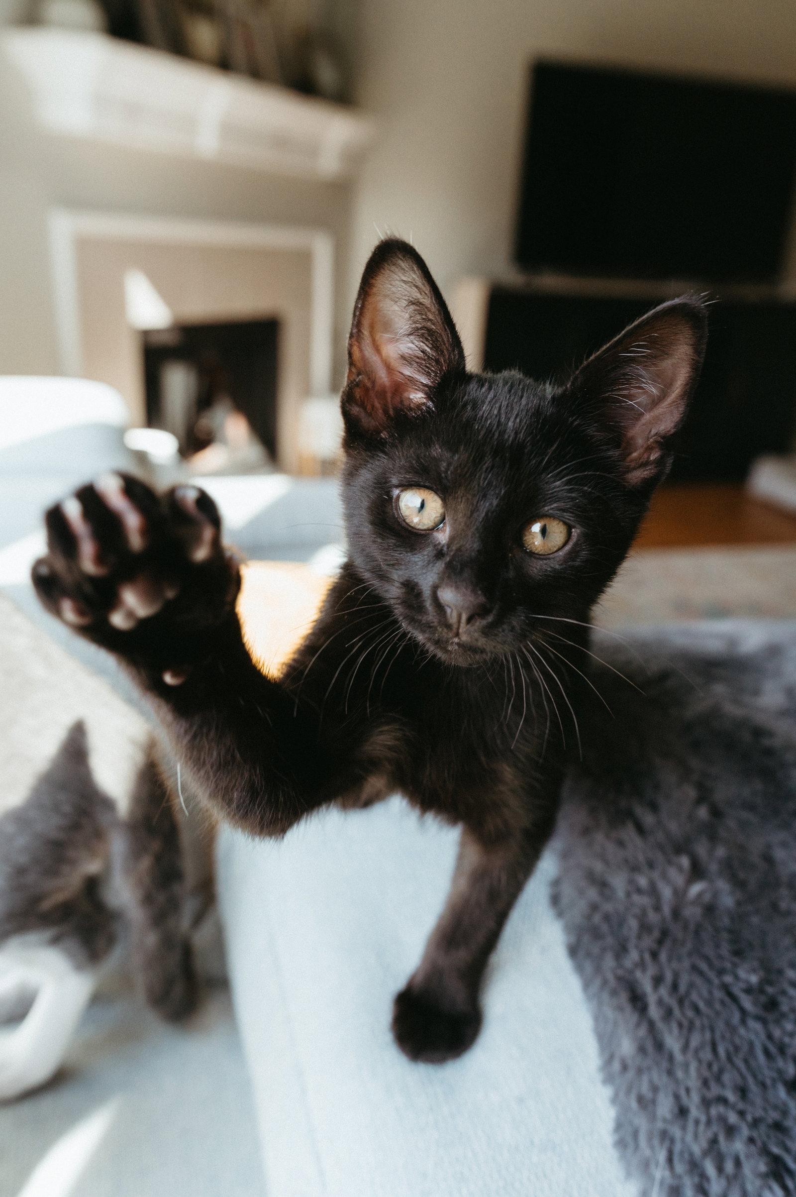 Enlarge Cosmo, a Adopted Domestic Short Hair in McKinney, TX image 1/3