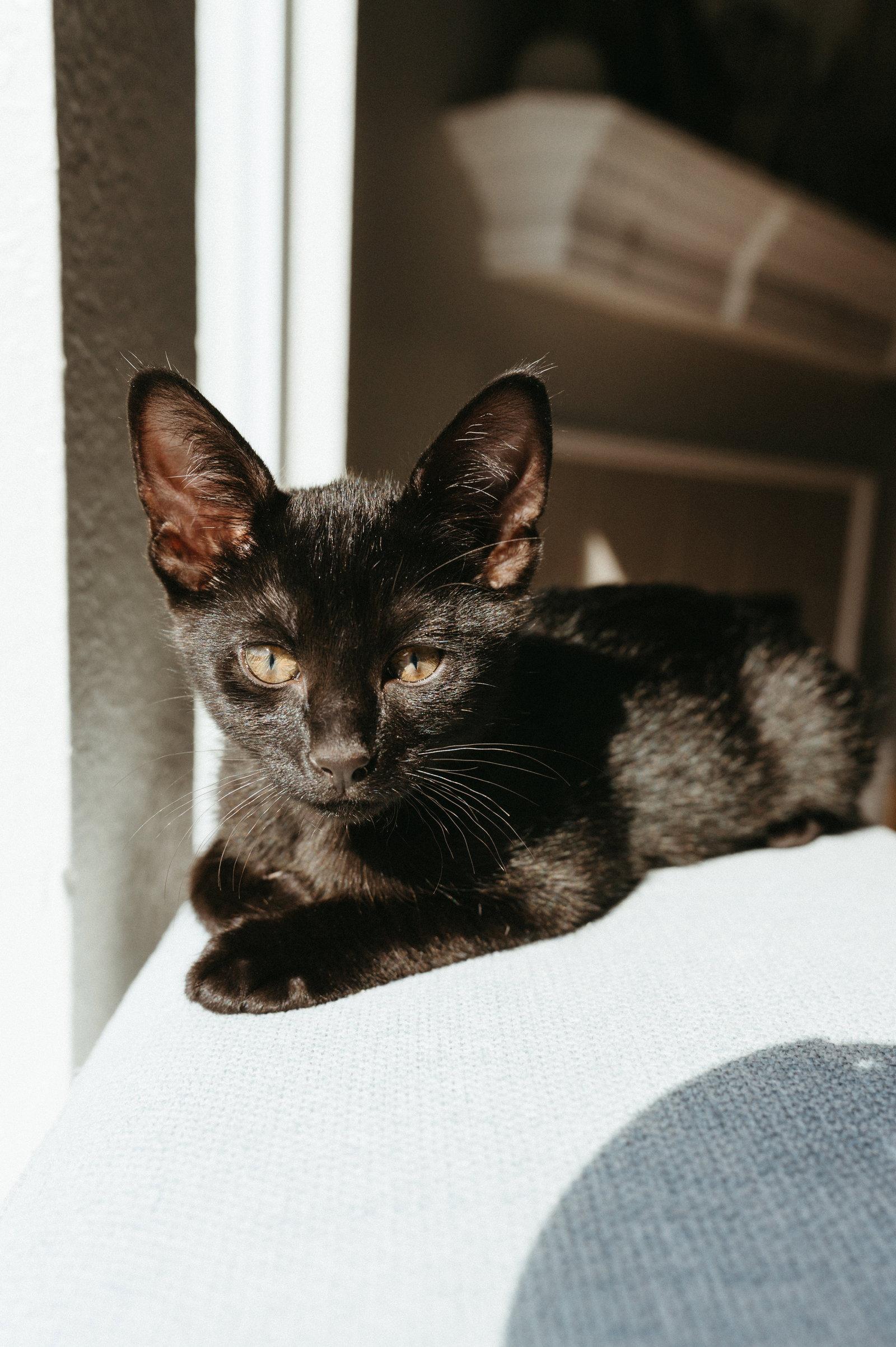Enlarge Cosmo, a Adopted Domestic Short Hair in McKinney, TX image 2/3