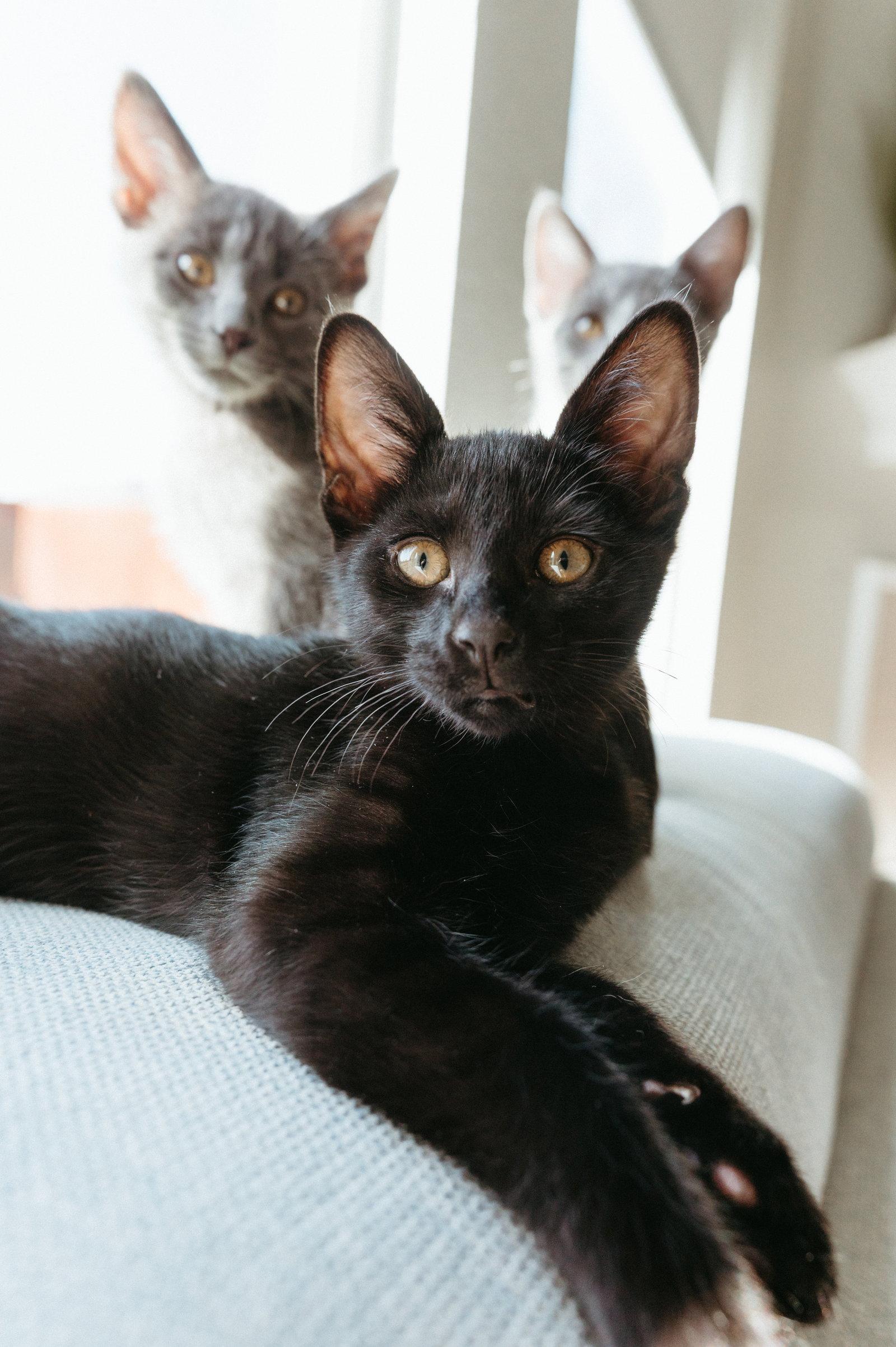 Enlarge Cosmo, a Adopted Domestic Short Hair in McKinney, TX image 3/3