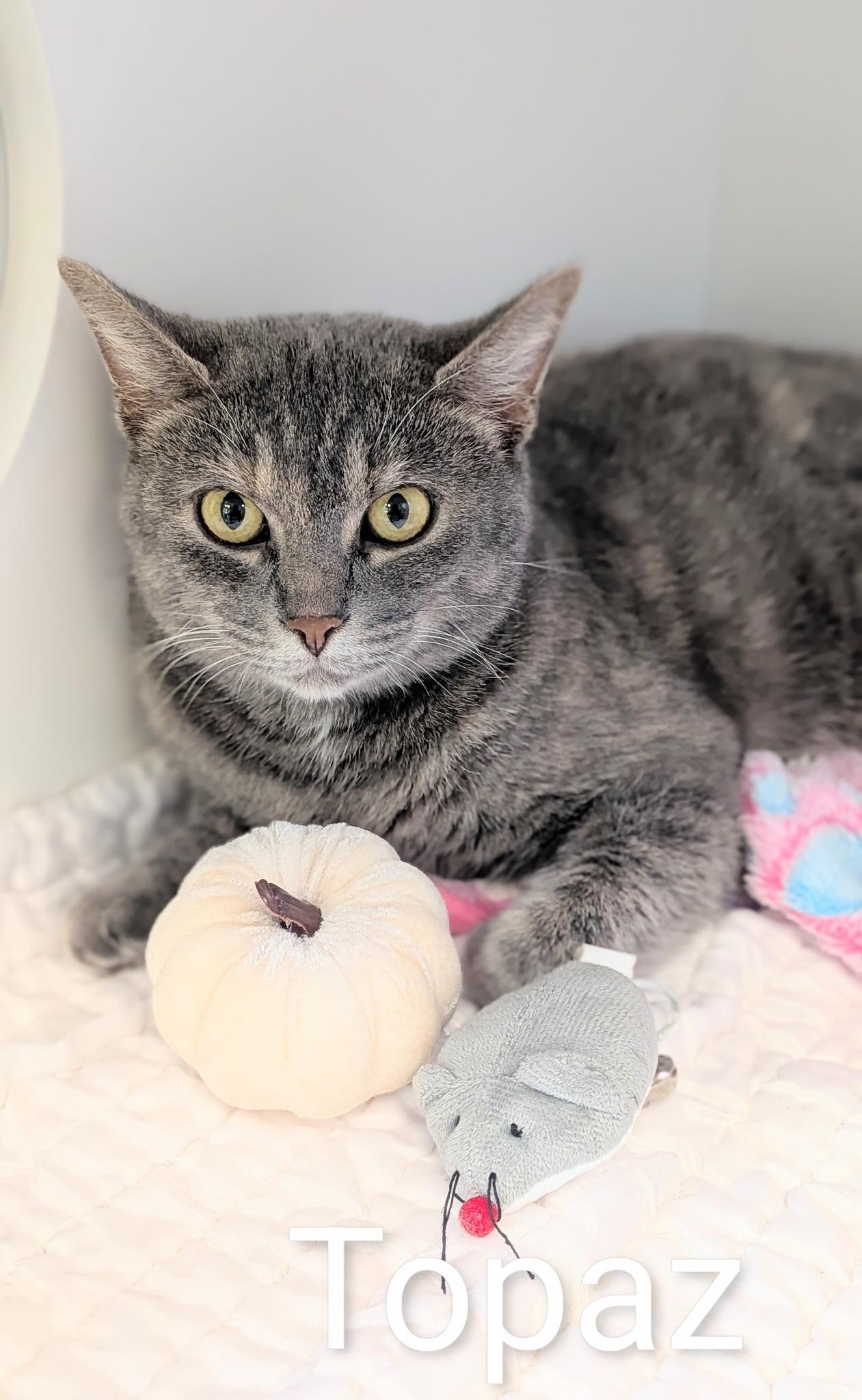 Enlarge Topaz, a Adoptable Dilute Tortoiseshell in Flint, MI image 1/1