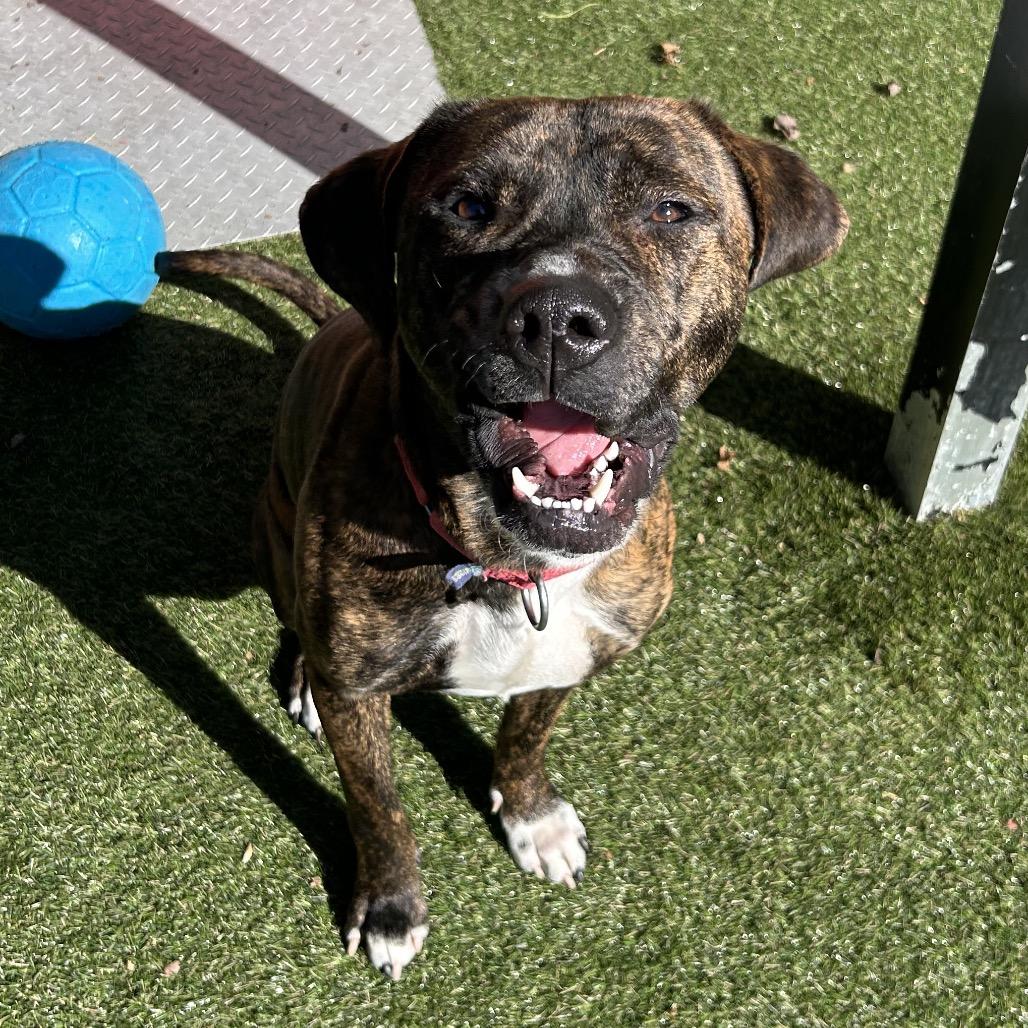 Caponie, Adoptable, Young Male Mixed Breed.