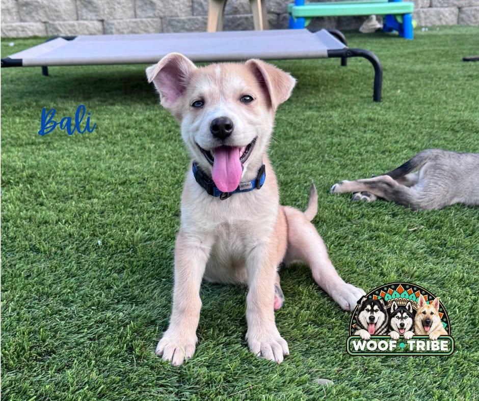 Enlarge Beautiful Bali Baby, a Adoptable mixed breed in Manteca, CA image 1/5