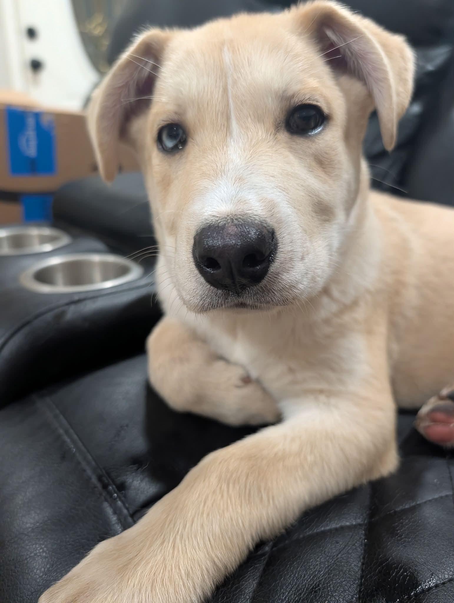 Enlarge Beautiful Bali Baby, a Adoptable mixed breed in Manteca, CA image 3/5