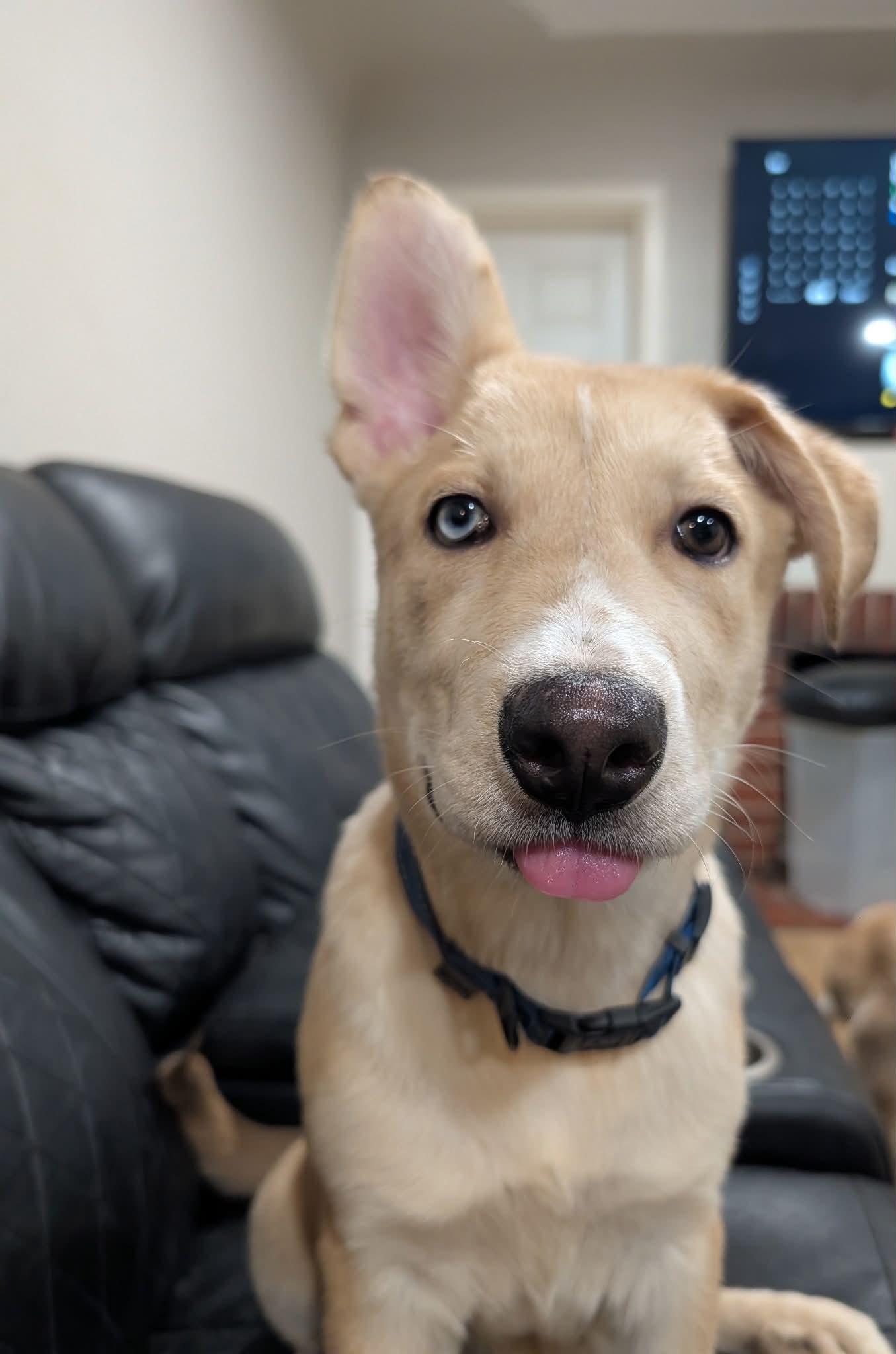 Enlarge Beautiful Bali Baby, a Adoptable mixed breed in Manteca, CA image 5/5