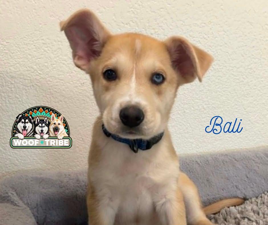 Enlarge Beautiful Bali Baby, a Adoptable mixed breed in Manteca, CA image 2/5