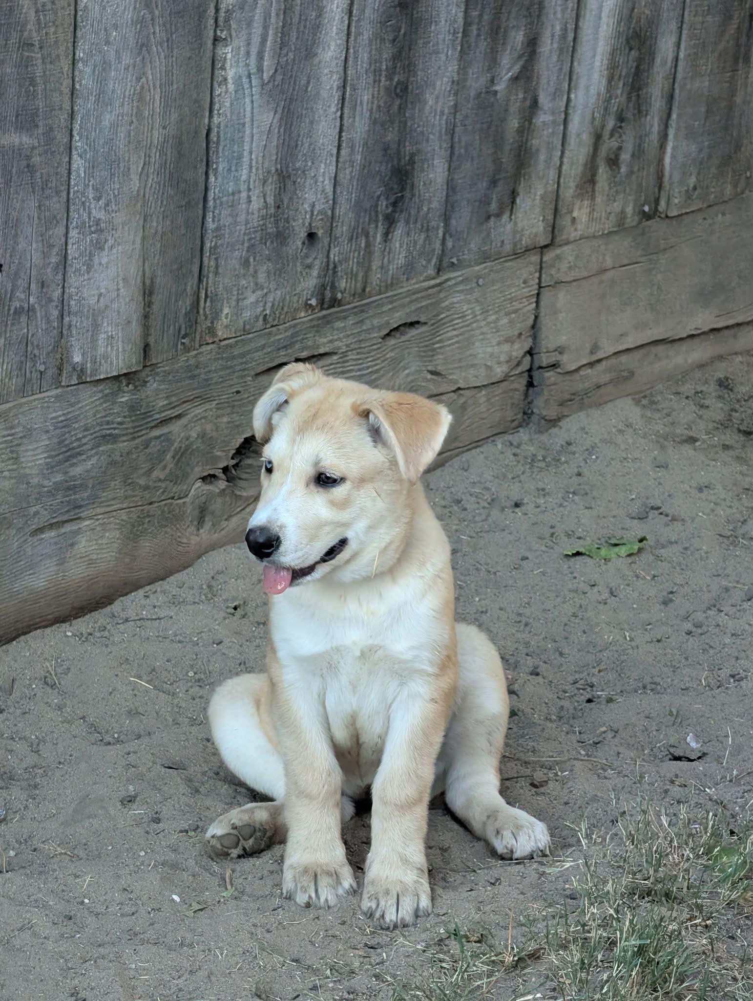 Enlarge Beautiful Bali Baby, a Adoptable mixed breed in Manteca, CA image 4/5