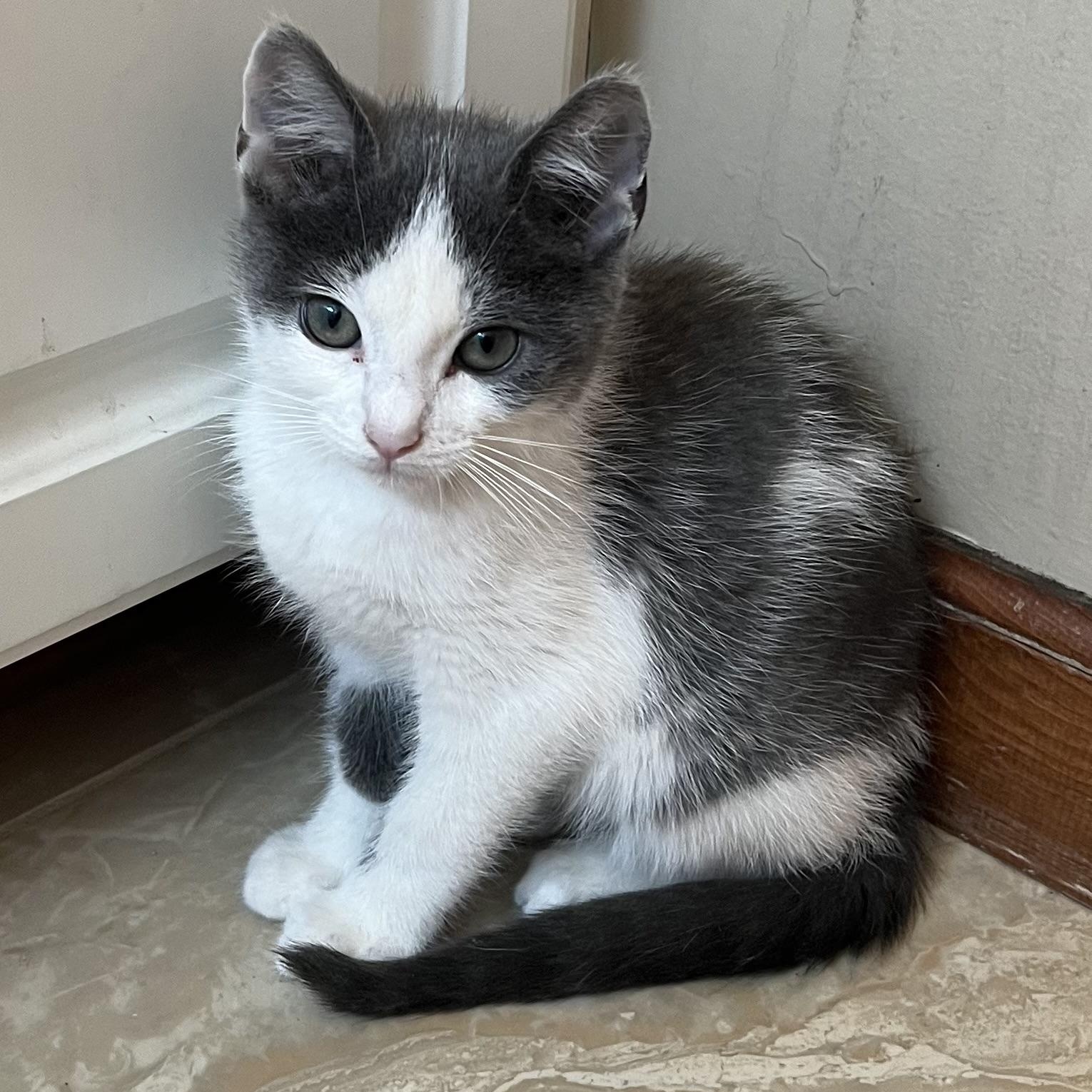 Archie