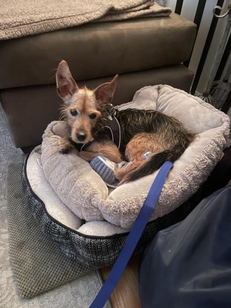 Zach, Adoptable, Senior Male Terrier.