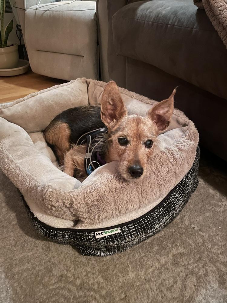 Enlarge Zach, a Adoptable mixed breed in New York, NY image 2/6
